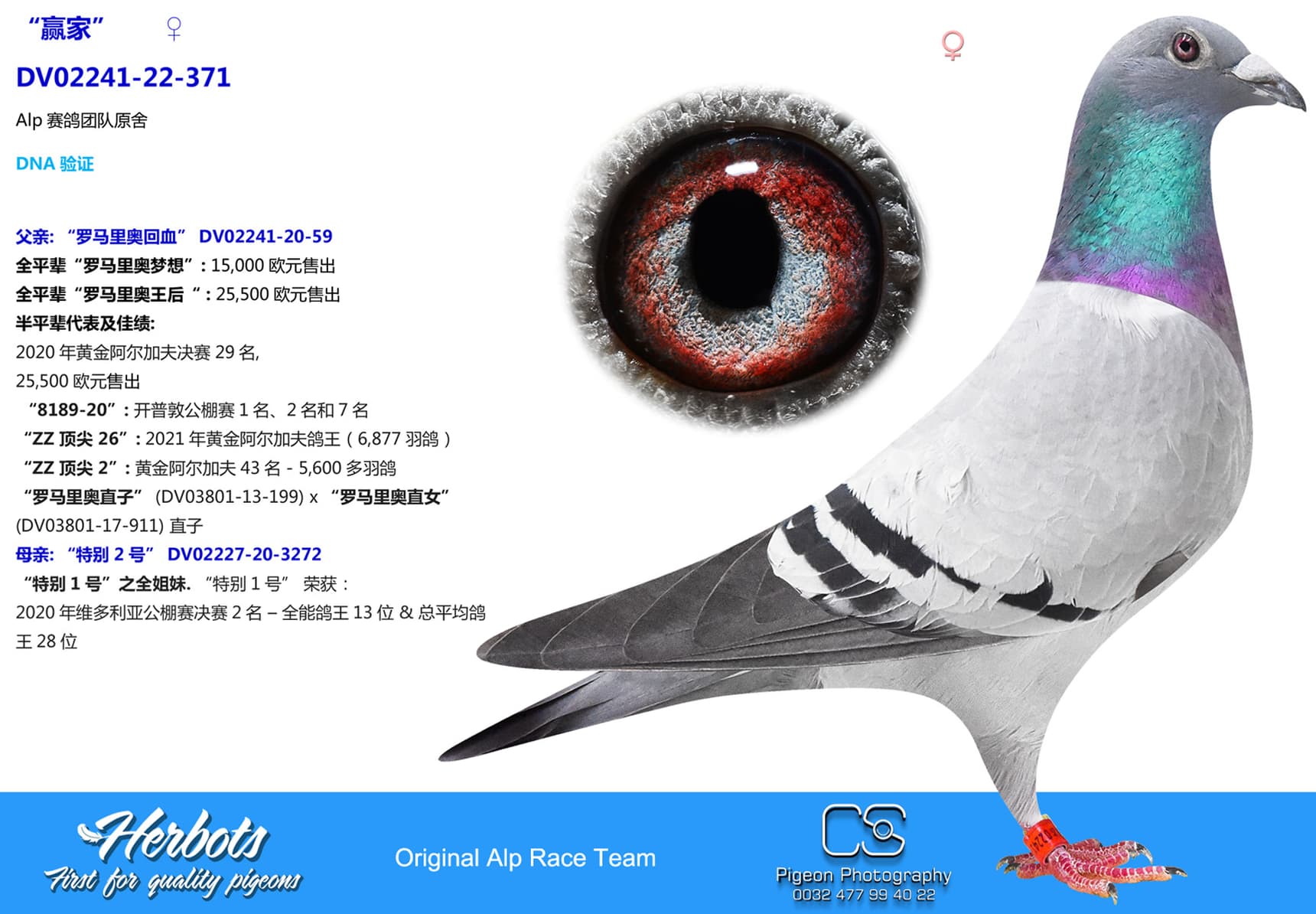 pigeon: undefined