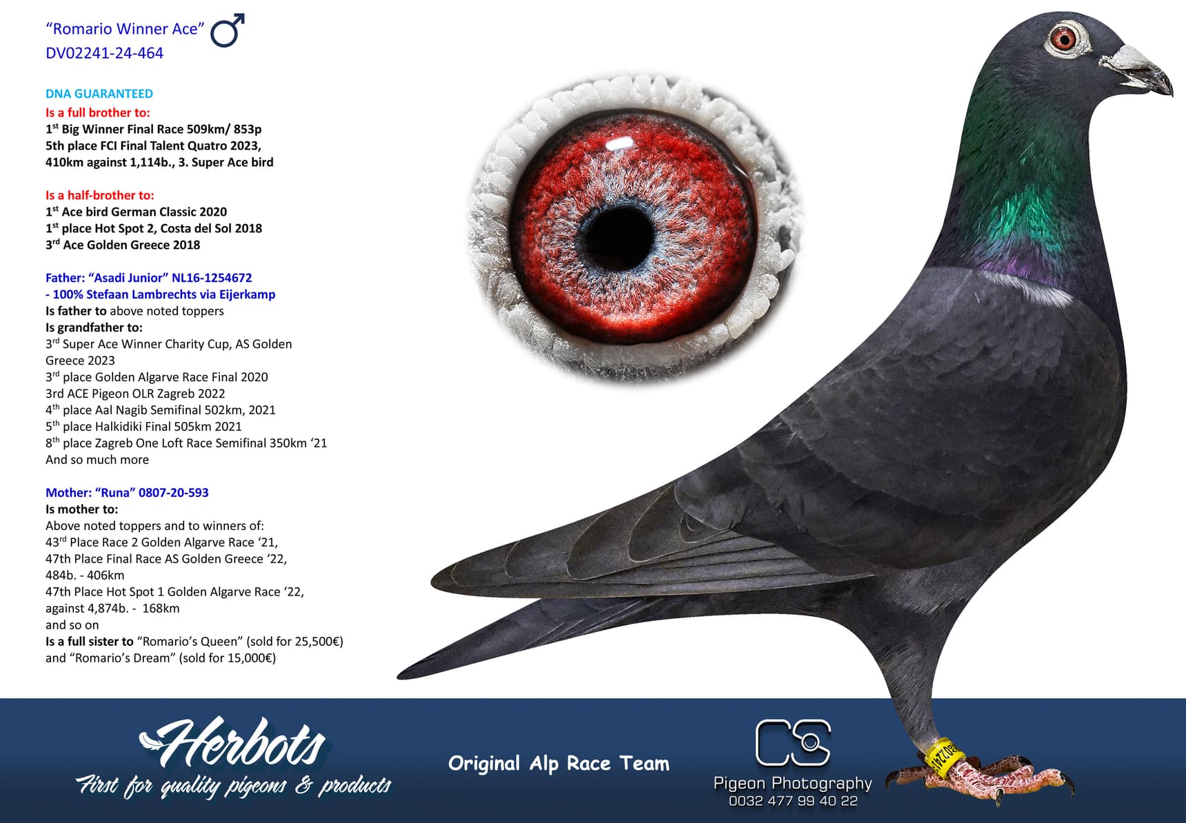 pigeon: undefined