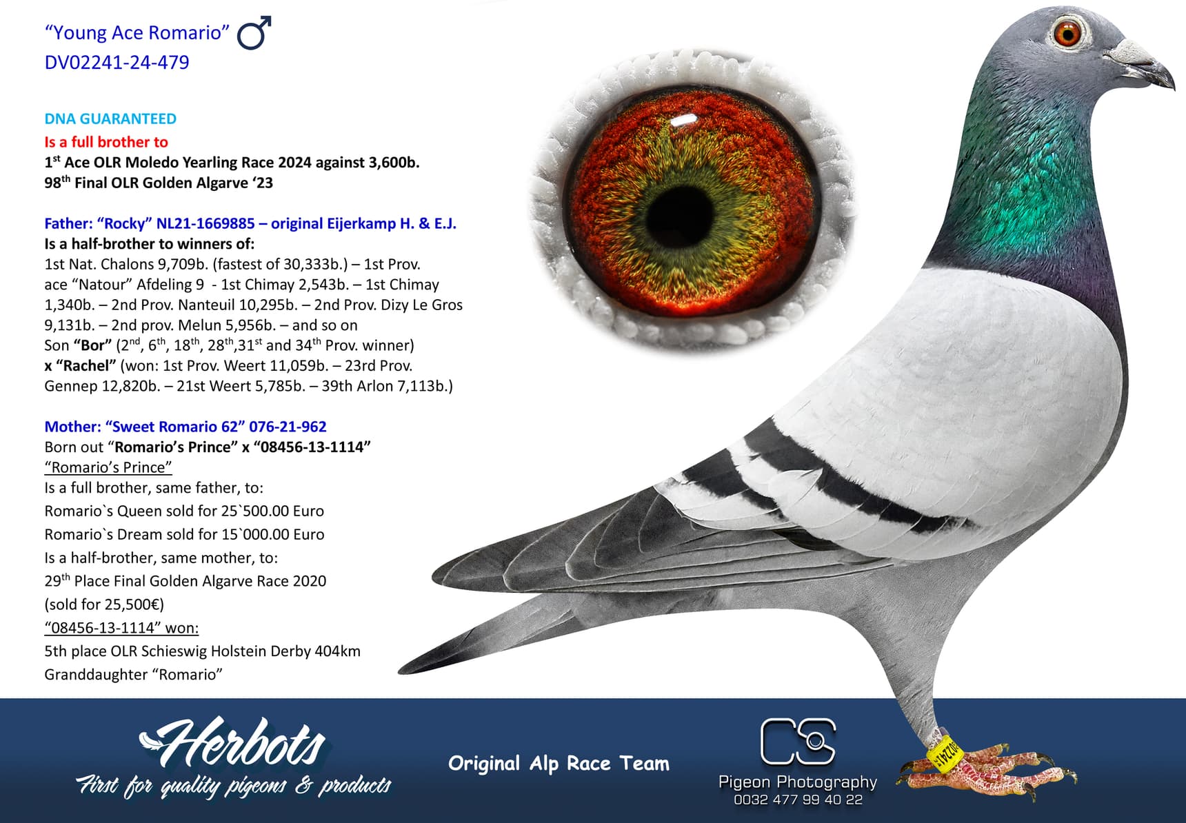 pigeon: undefined