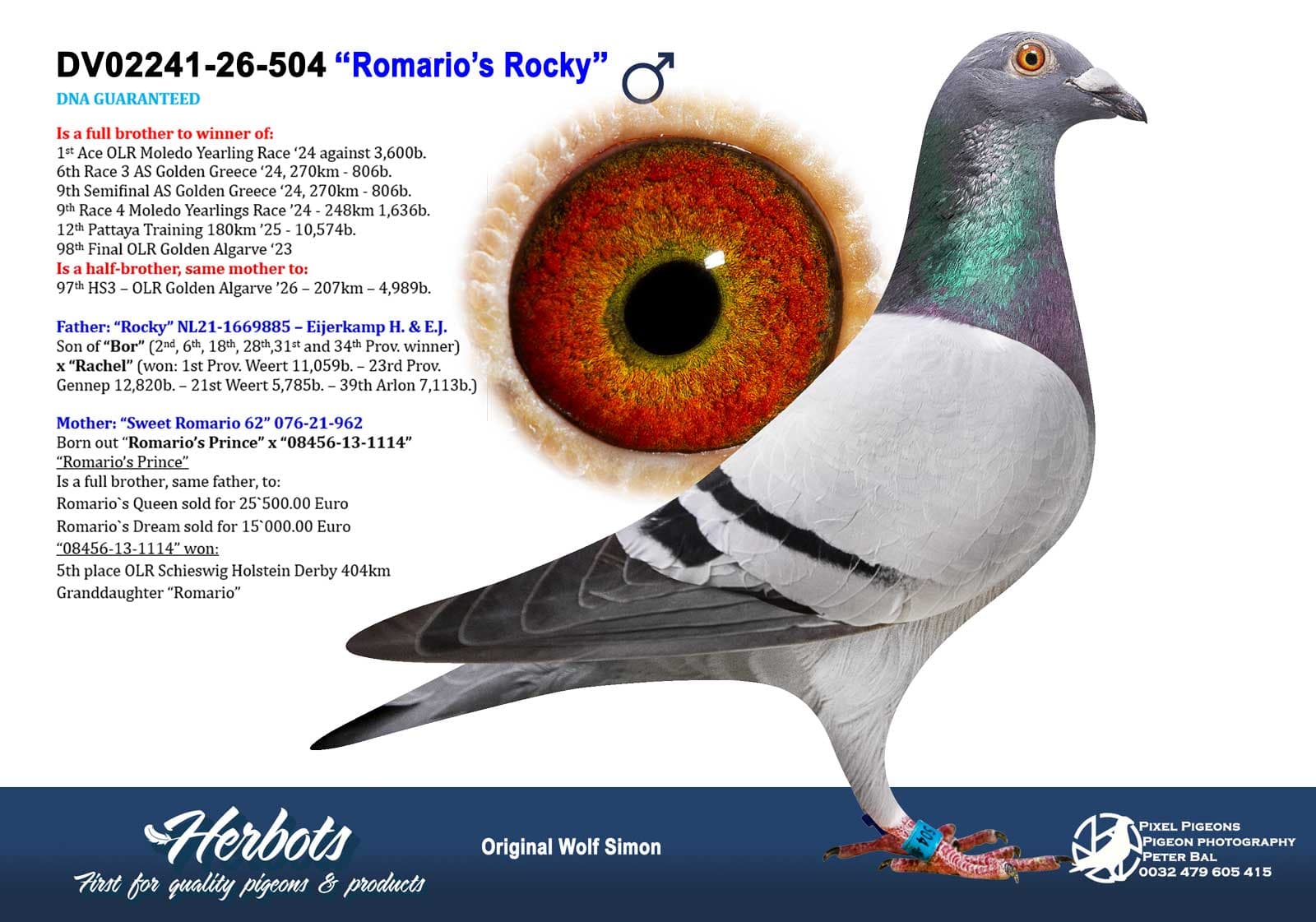 pigeon: undefined