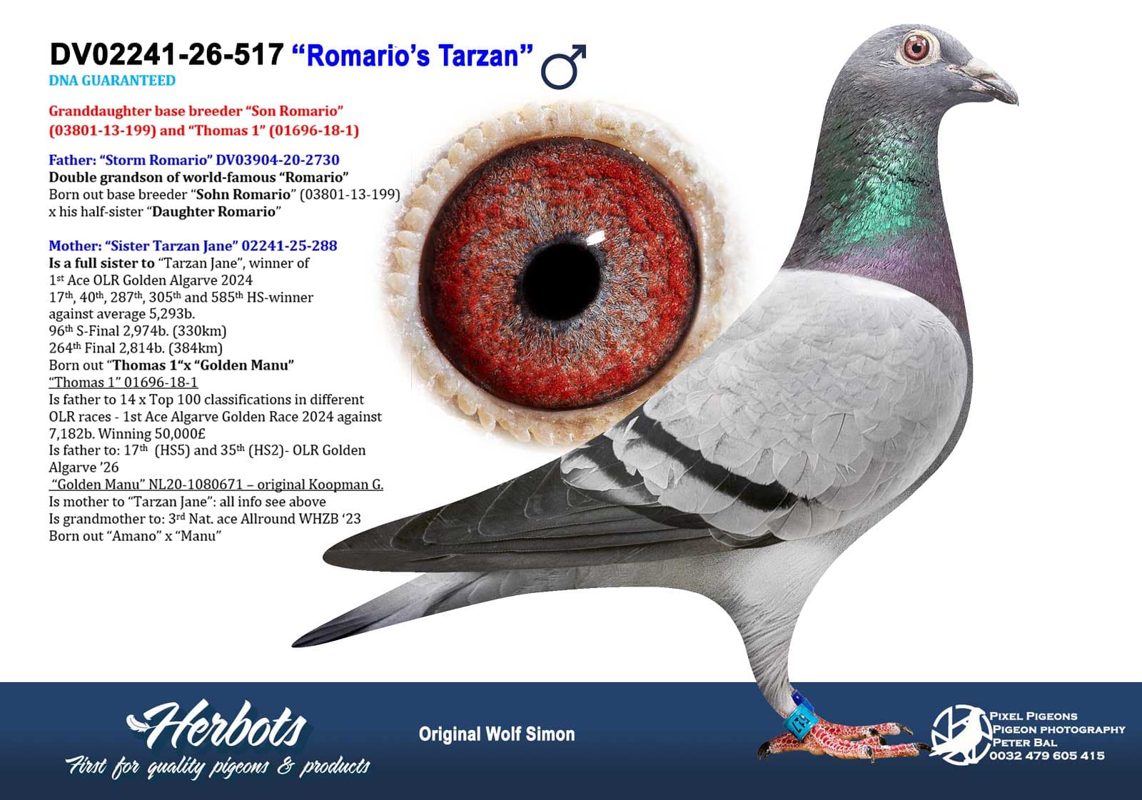 pigeon: undefined