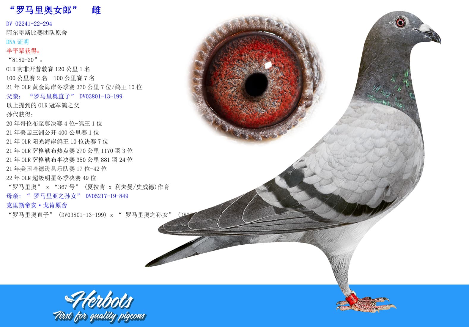 pigeon: undefined