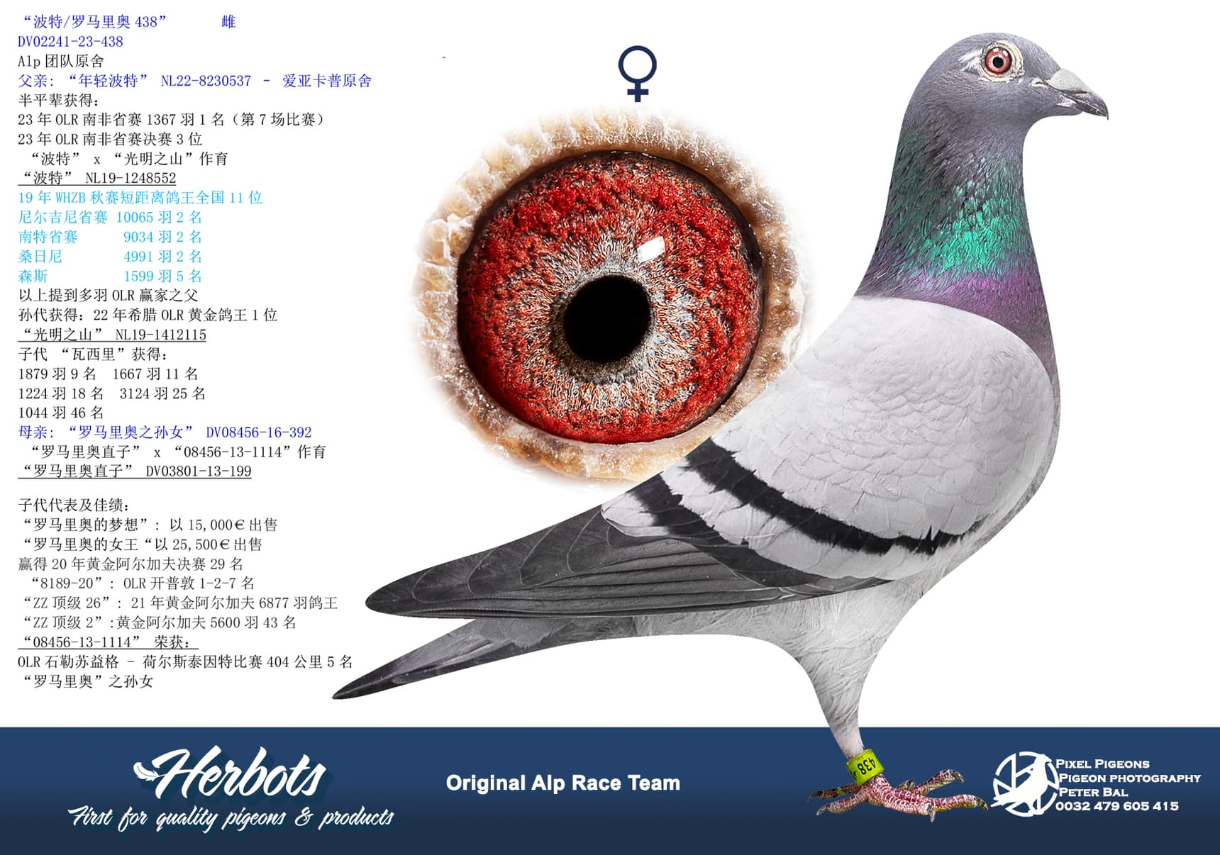pigeon: undefined