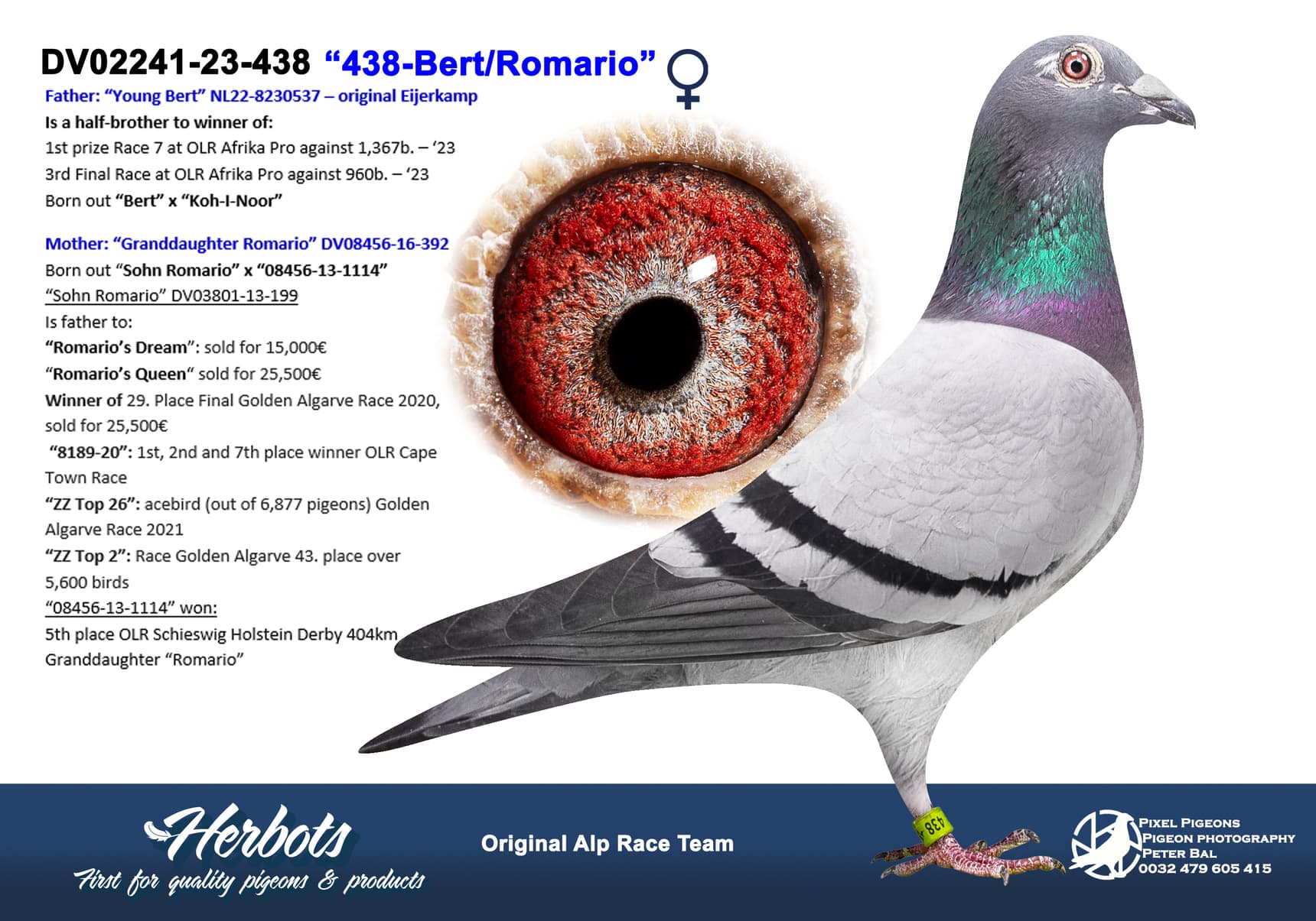 pigeon: undefined