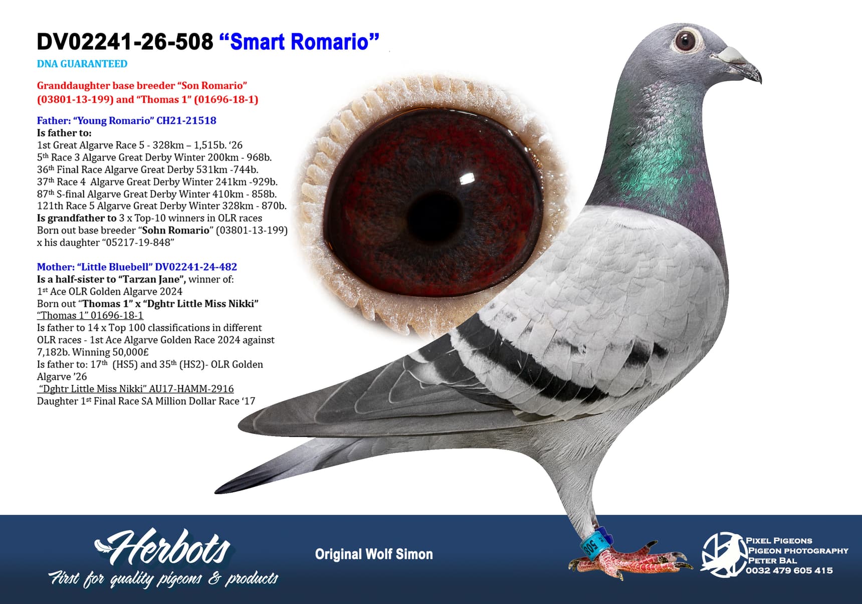 pigeon: undefined