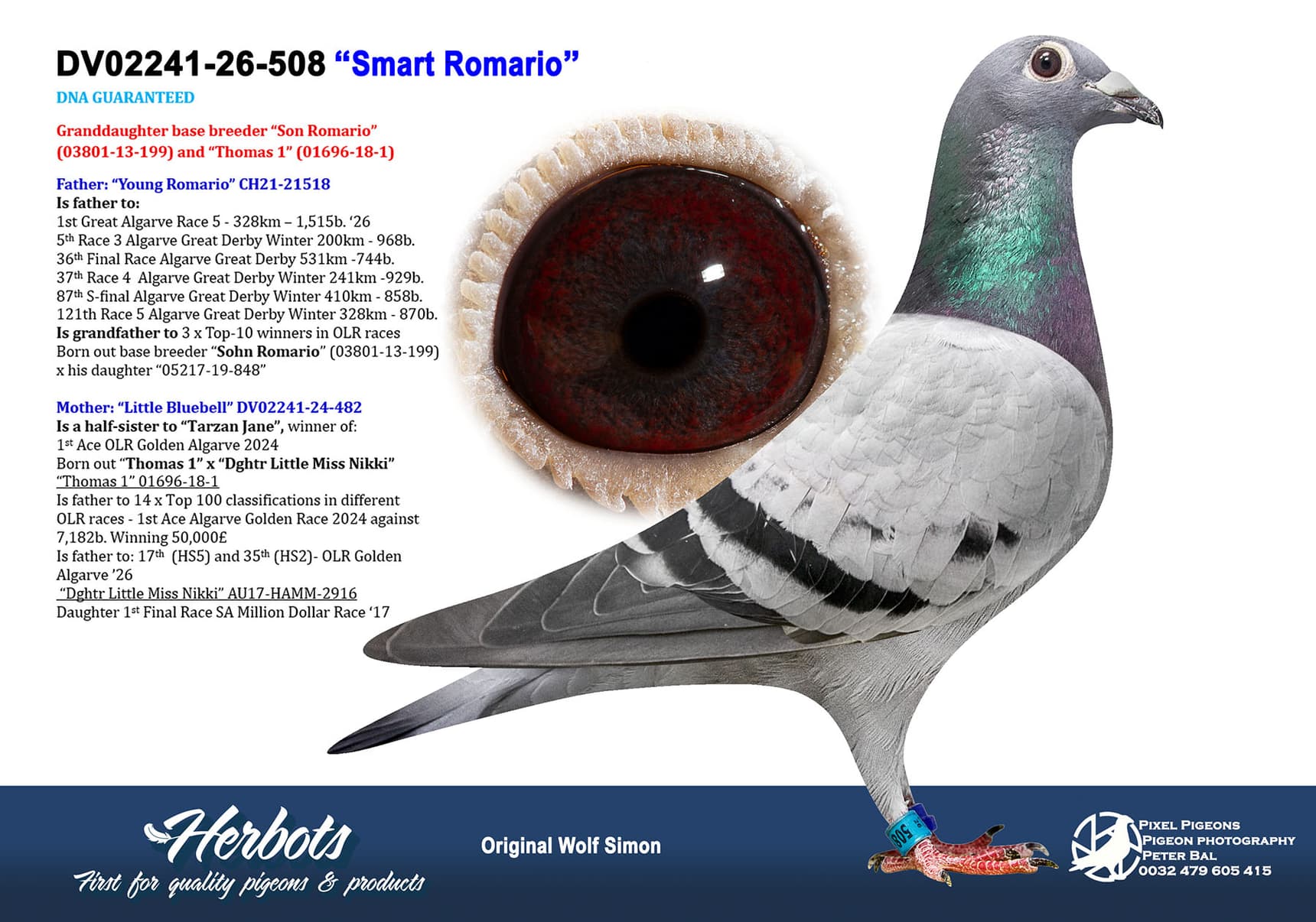 pigeon: undefined