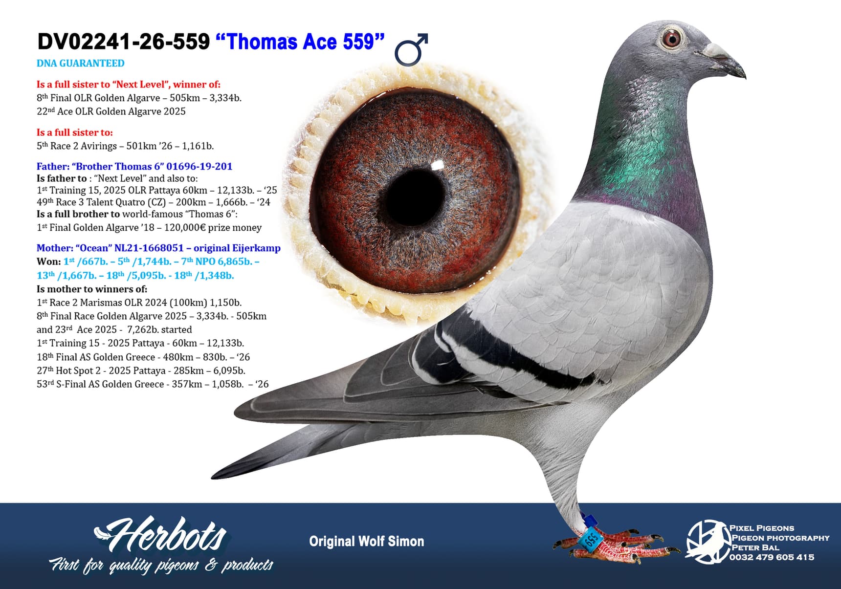 pigeon: undefined
