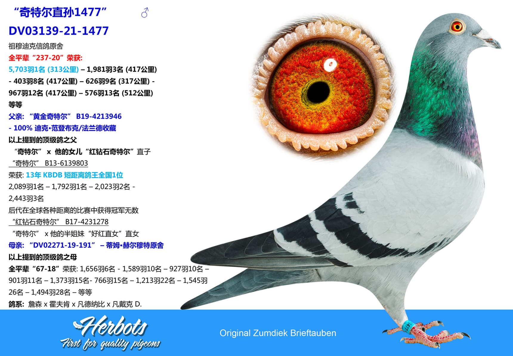pigeon: undefined