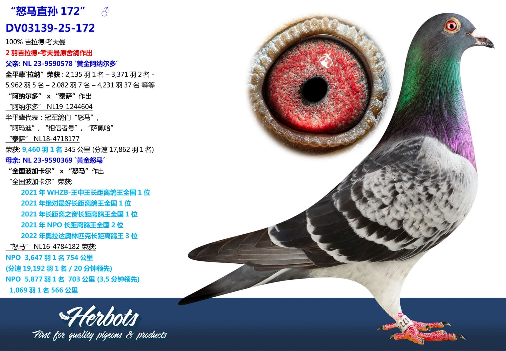 pigeon: undefined