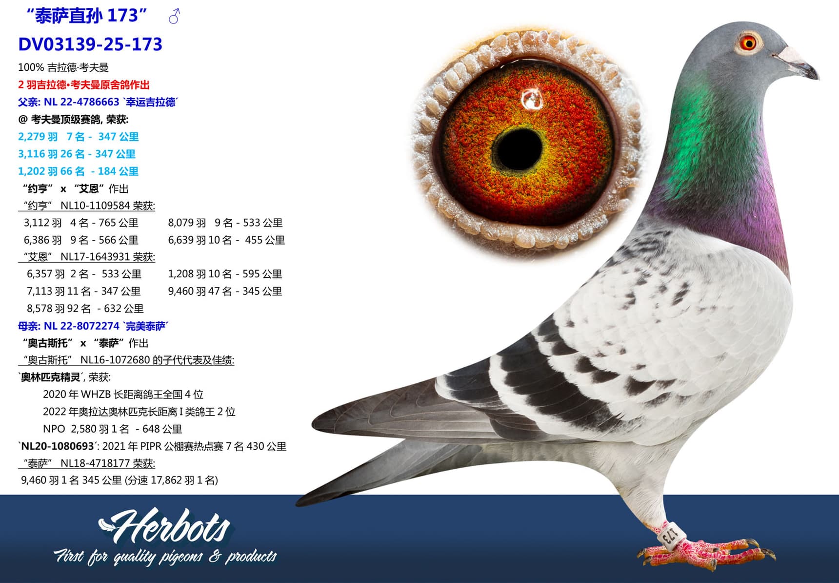 pigeon: undefined