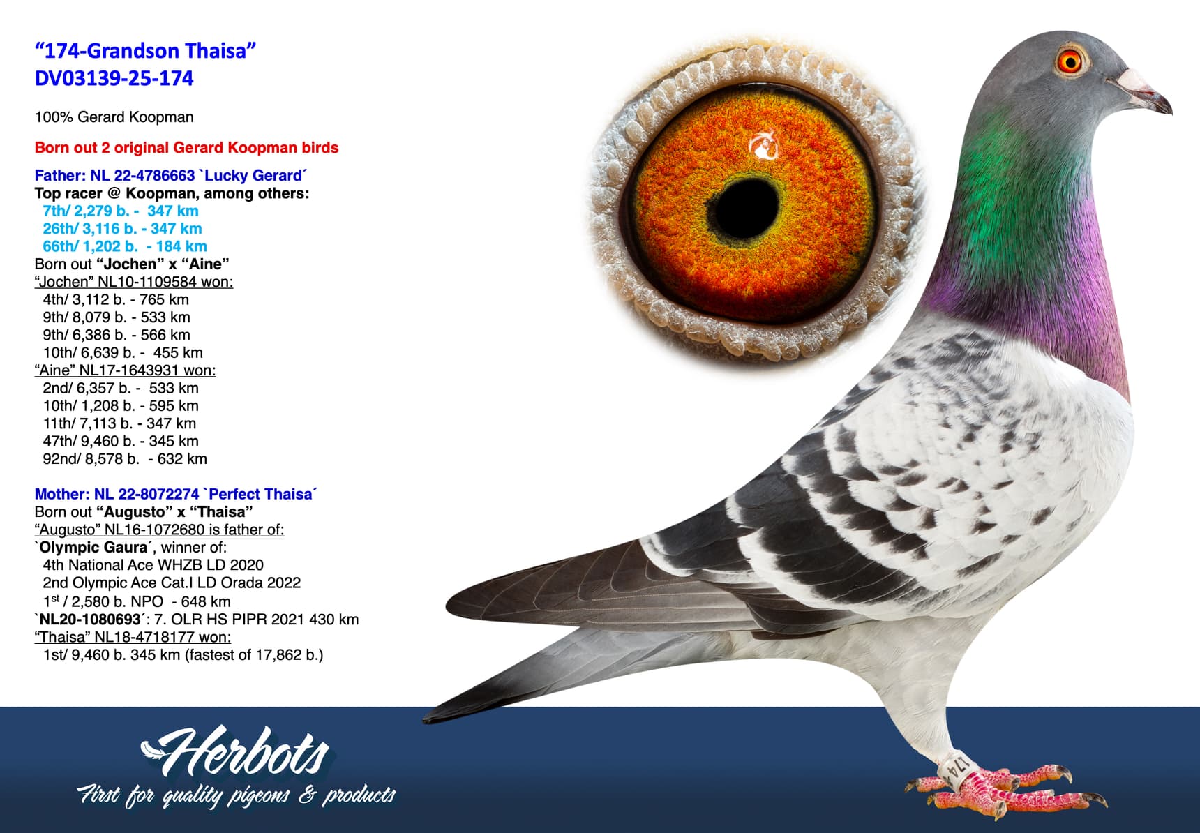 pigeon: undefined