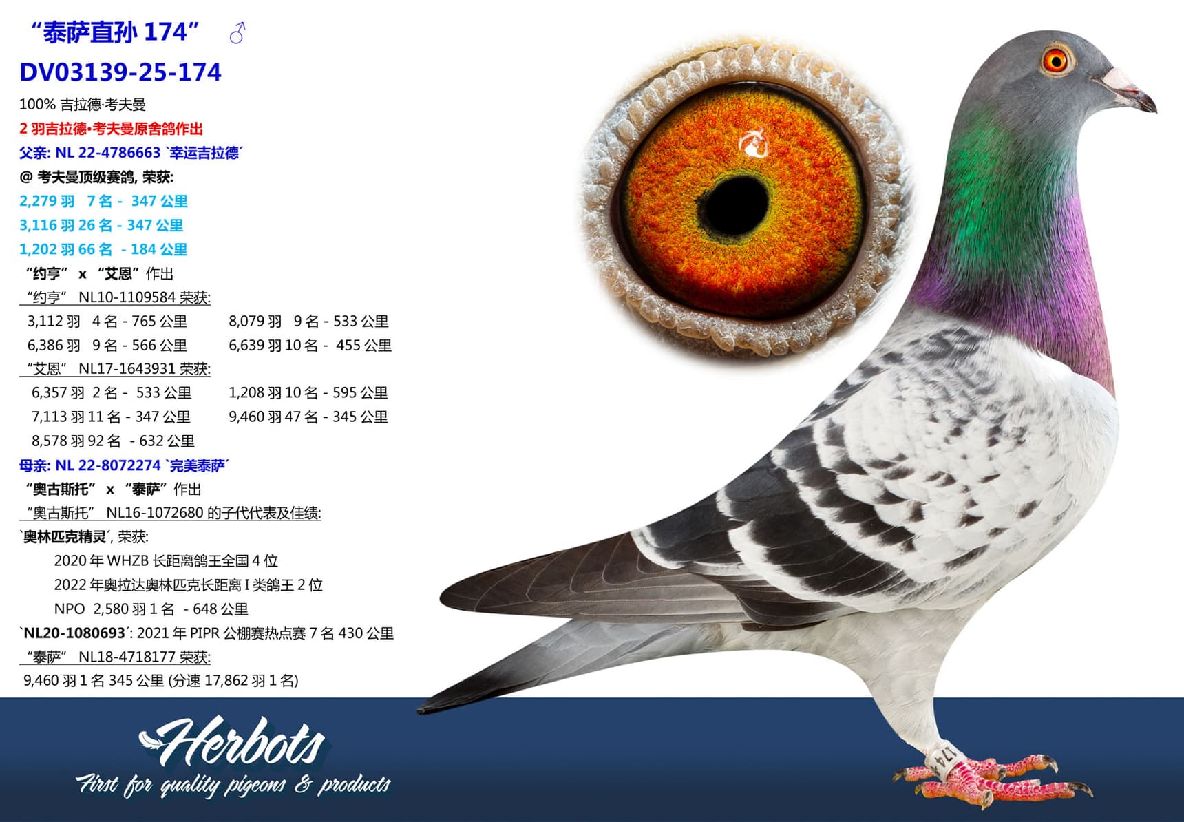 pigeon: undefined