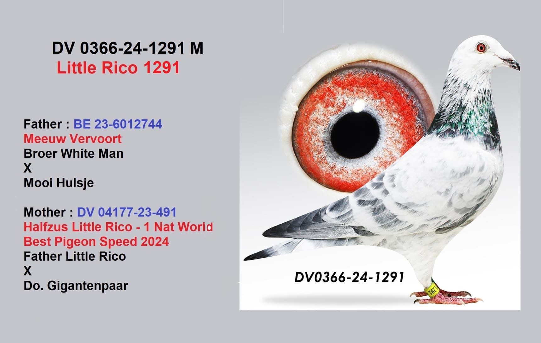 "Little Rico 1291"