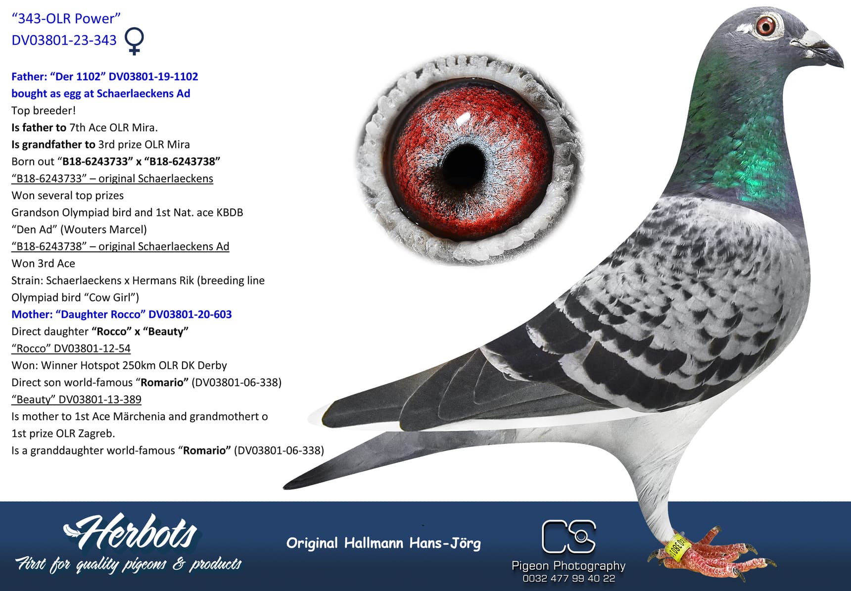 pigeon: undefined