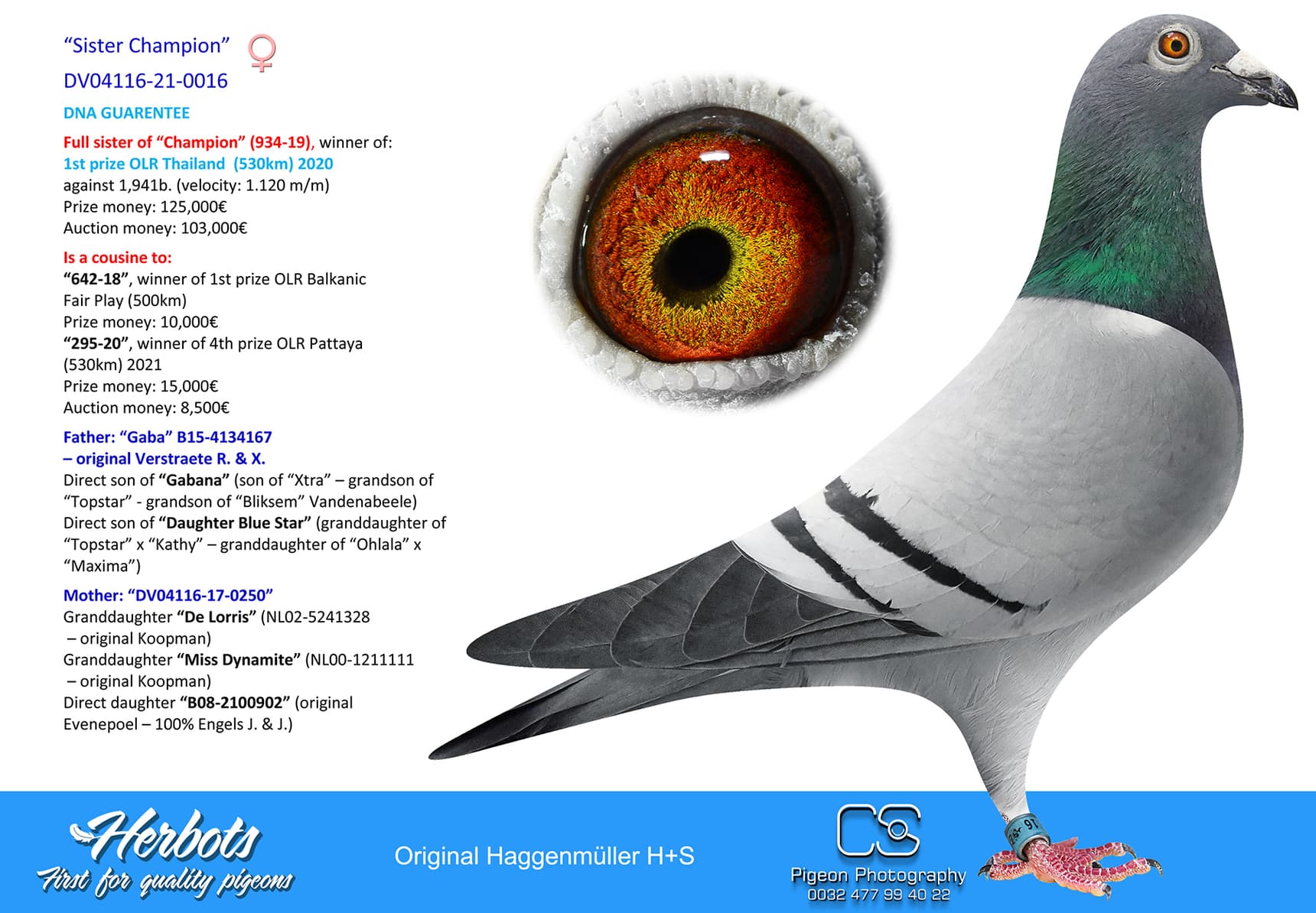 pigeon: undefined