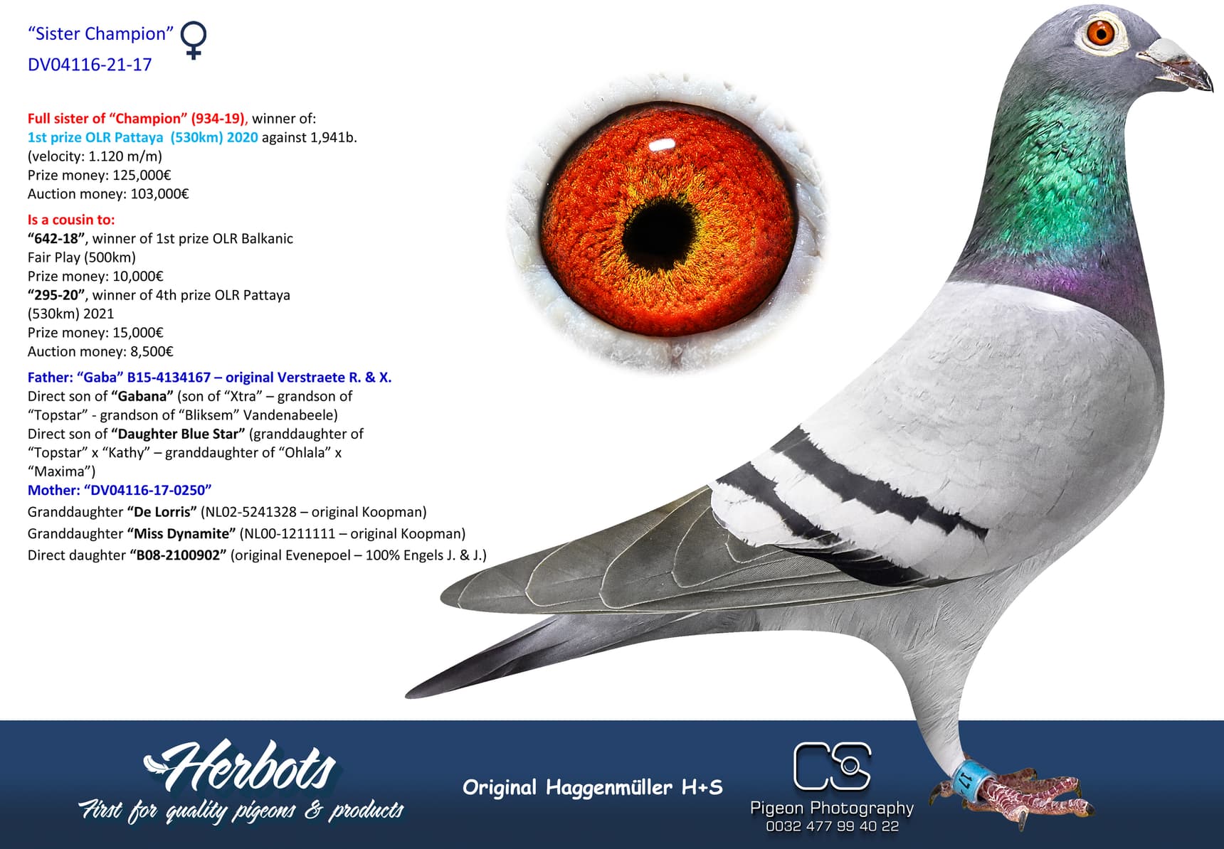 pigeon: undefined