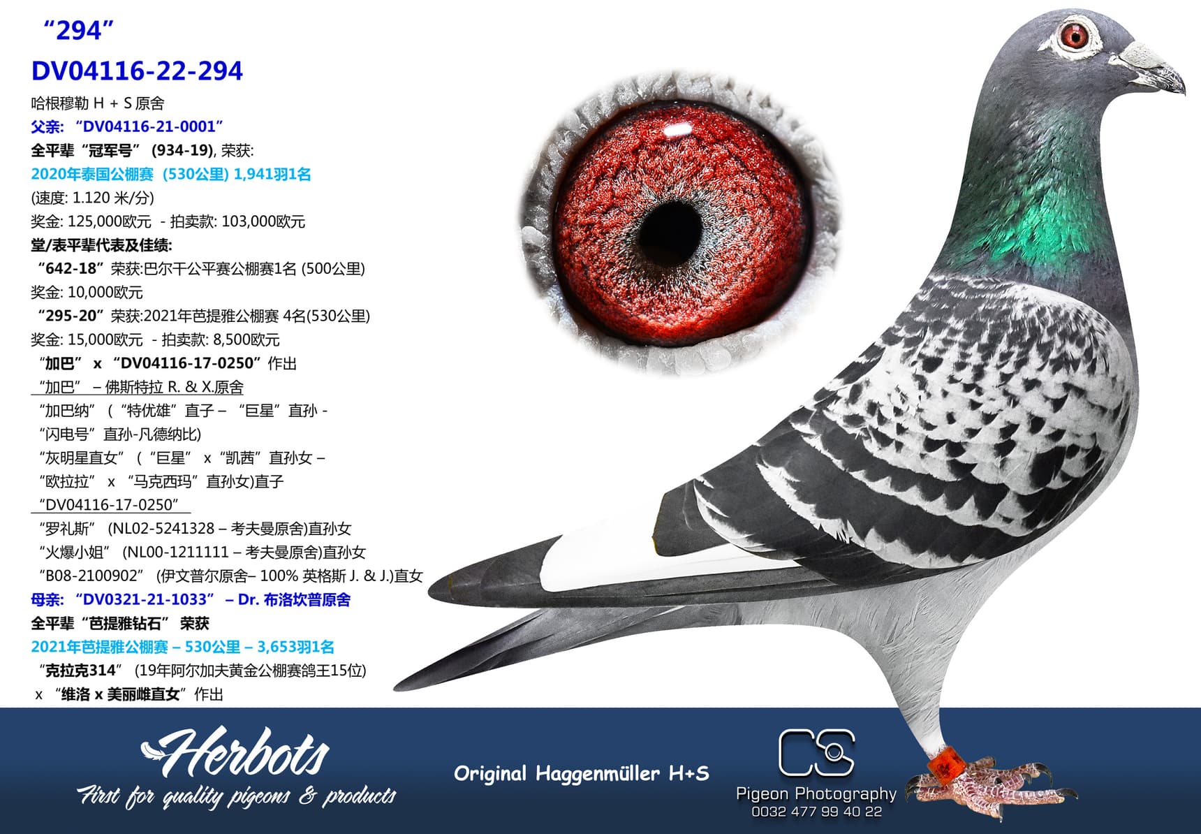pigeon: undefined