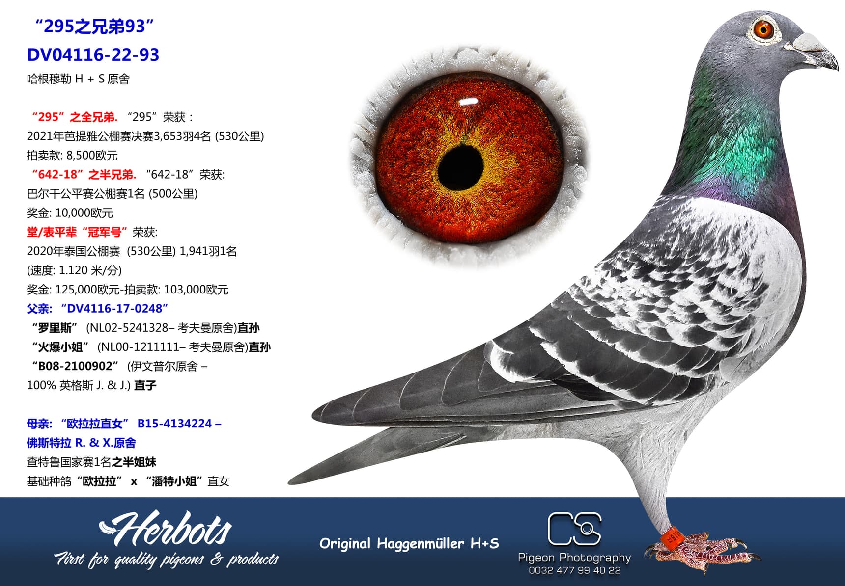 pigeon: undefined