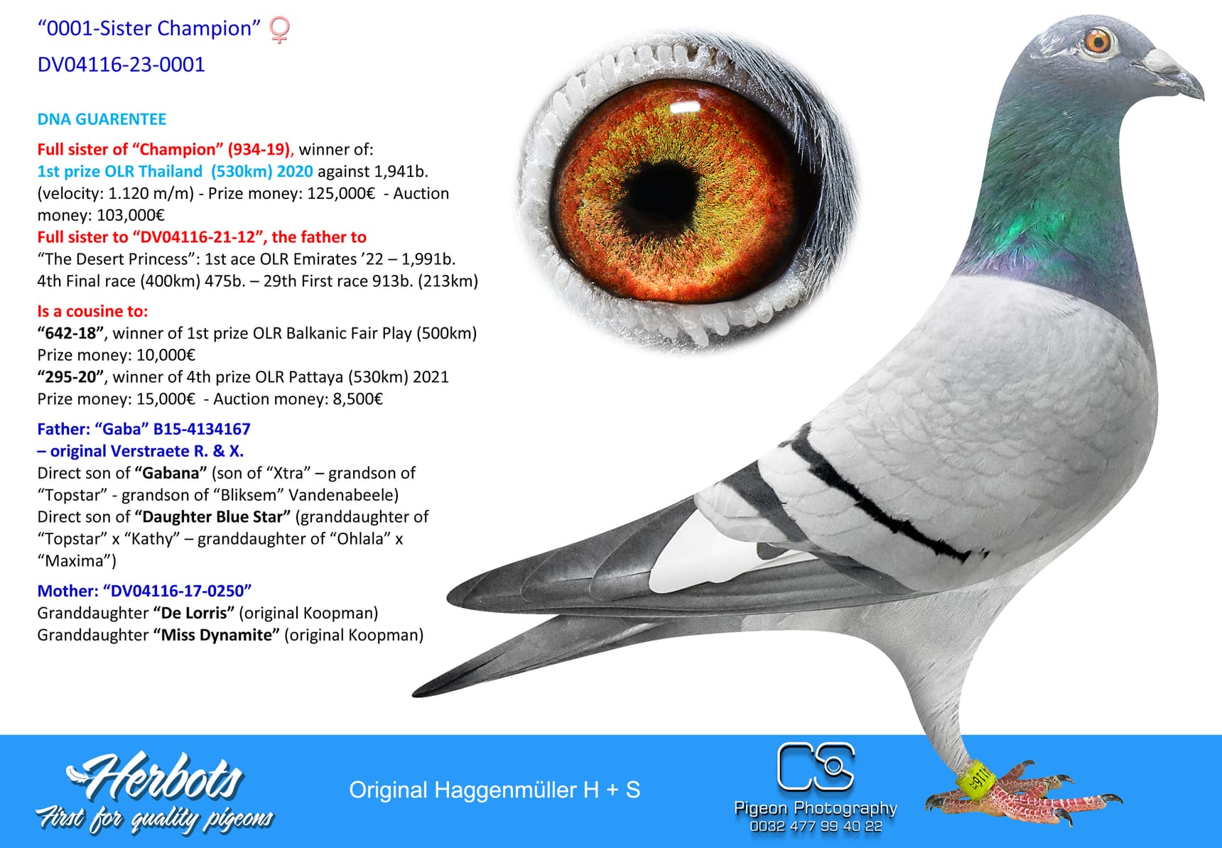 pigeon: undefined