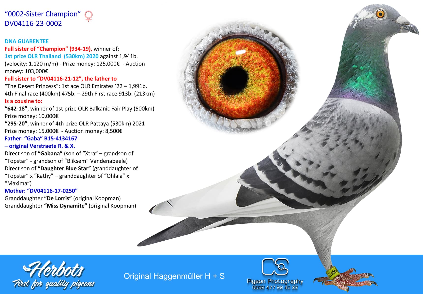 pigeon: undefined