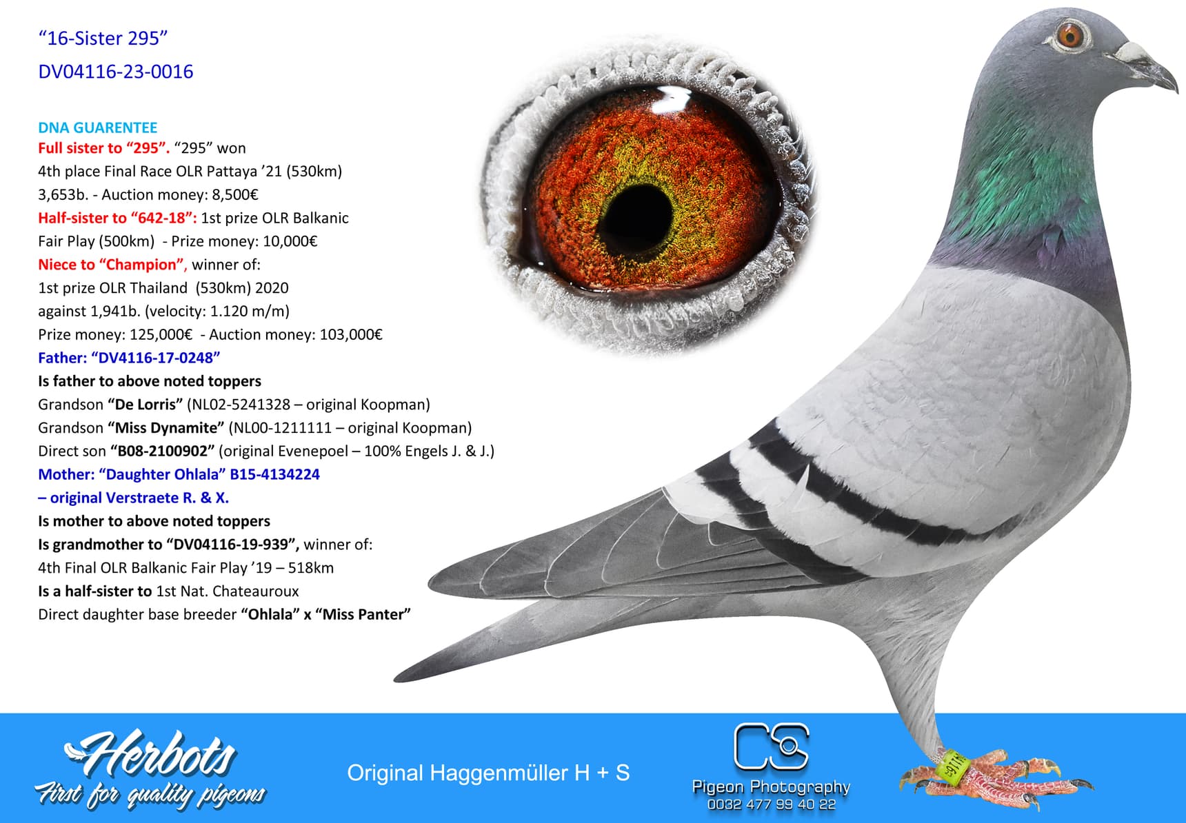 pigeon: undefined
