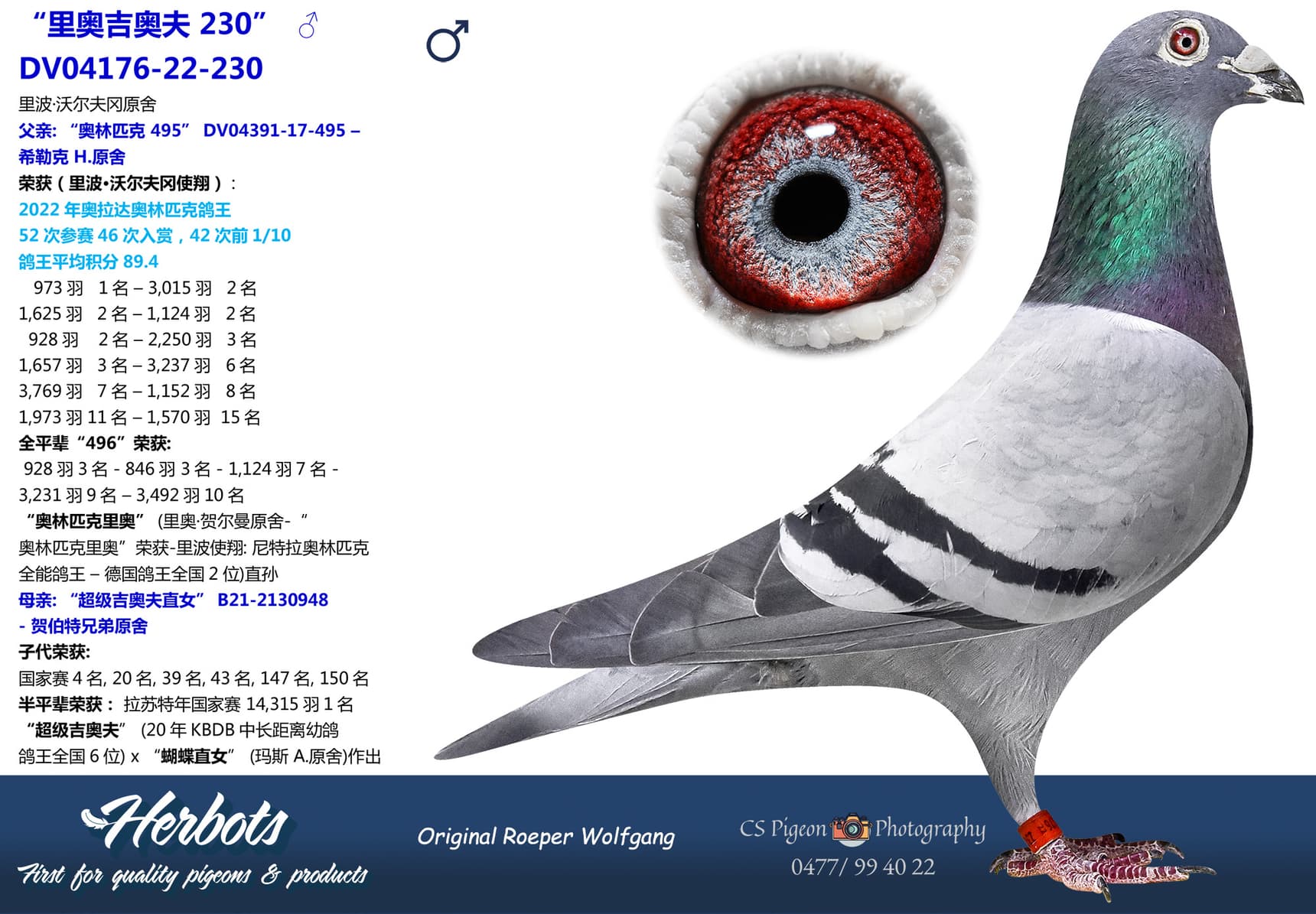 pigeon: undefined
