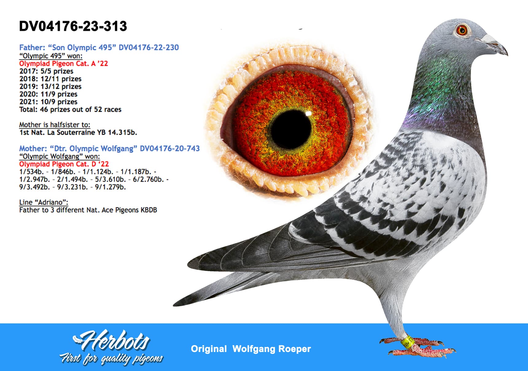 pigeon: undefined