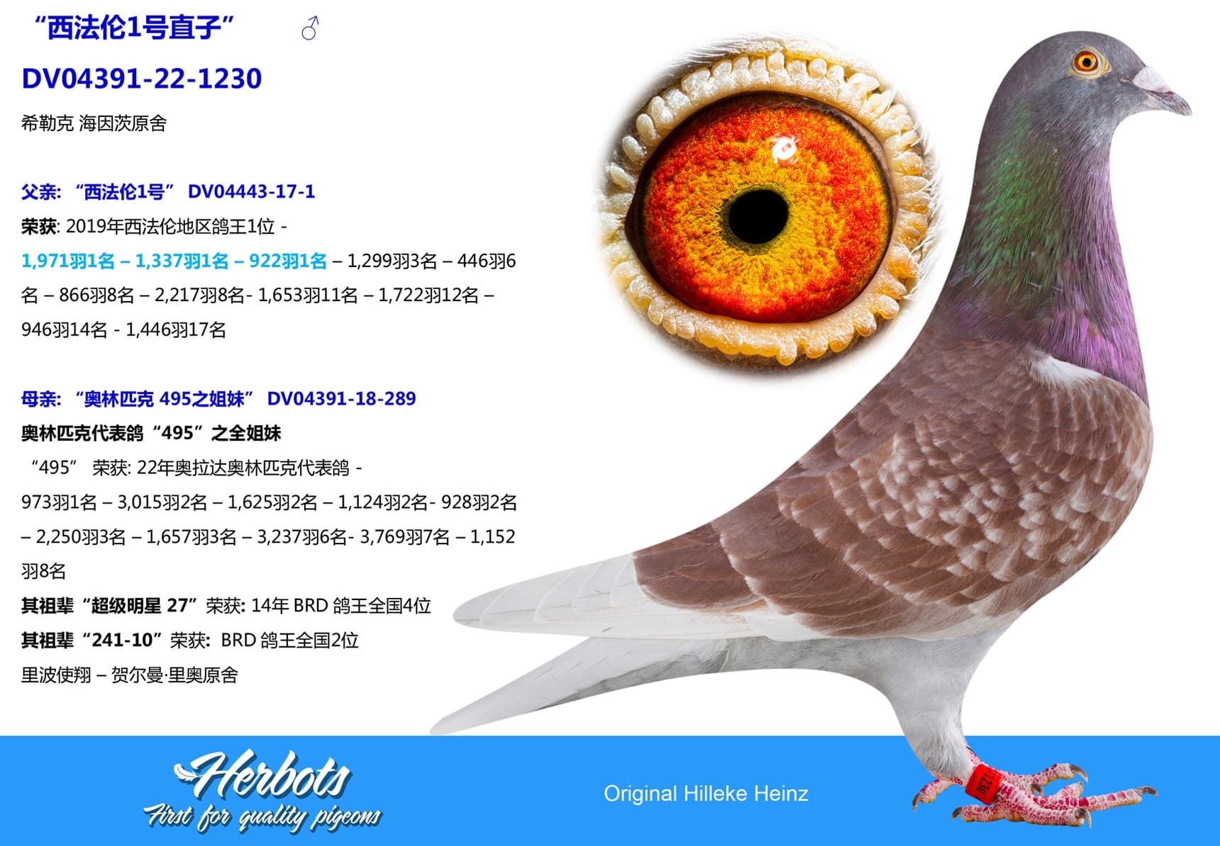 pigeon: undefined