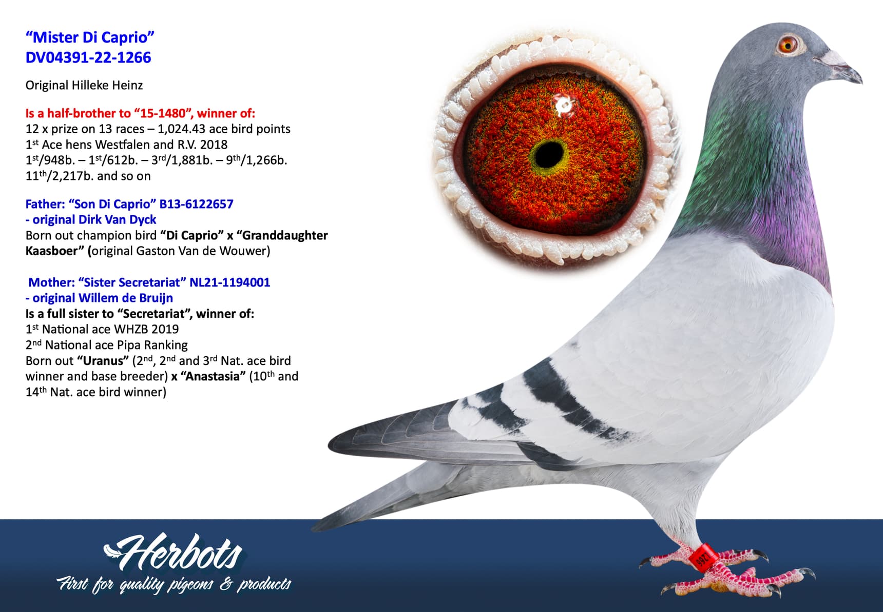 pigeon: undefined