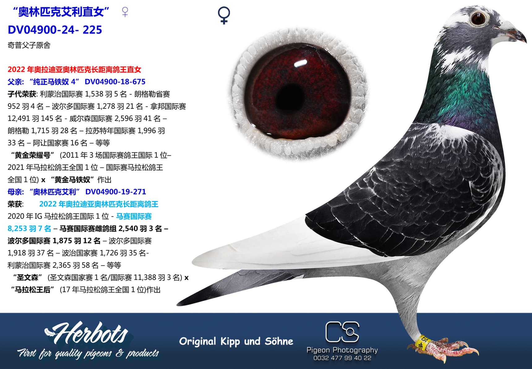 pigeon: undefined