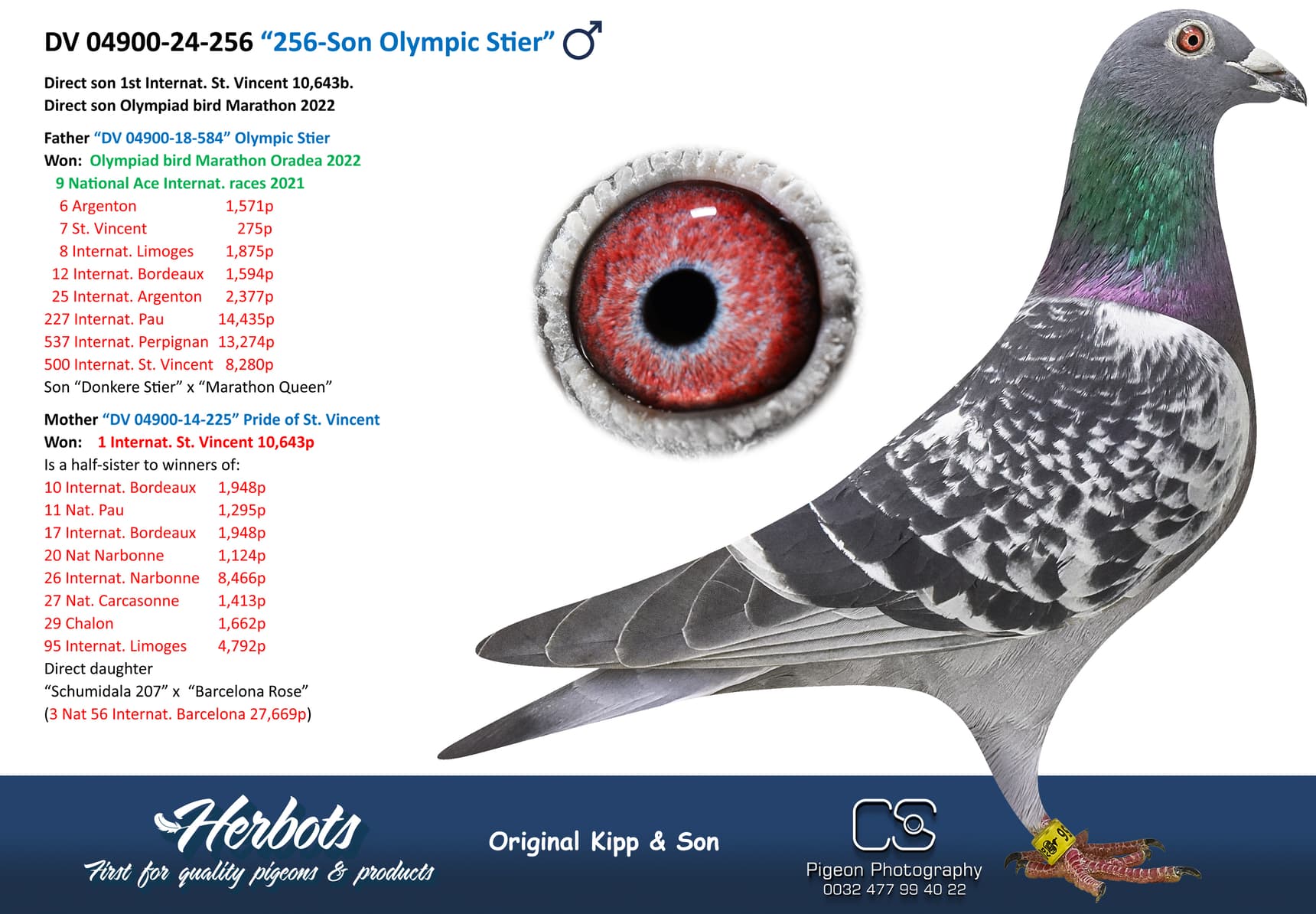 pigeon: undefined