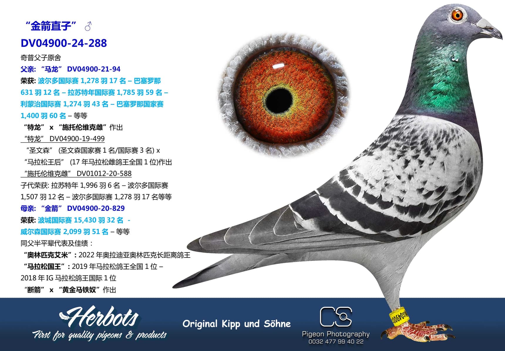 pigeon: undefined