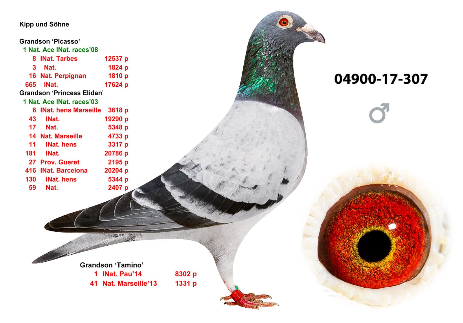 pigeon: undefined