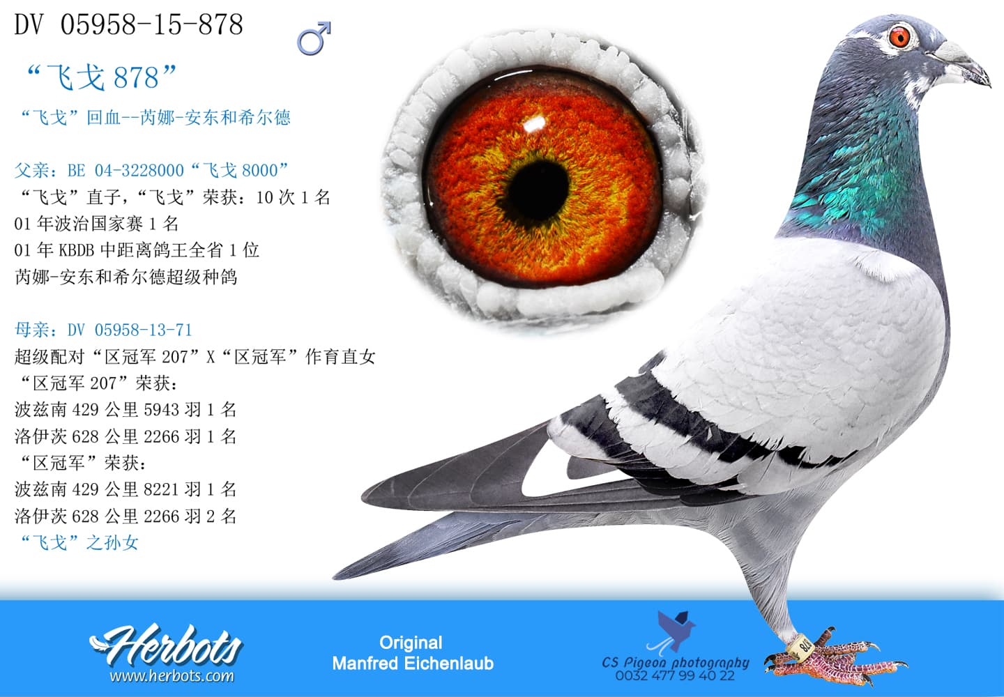 pigeon: “飞戈878”
