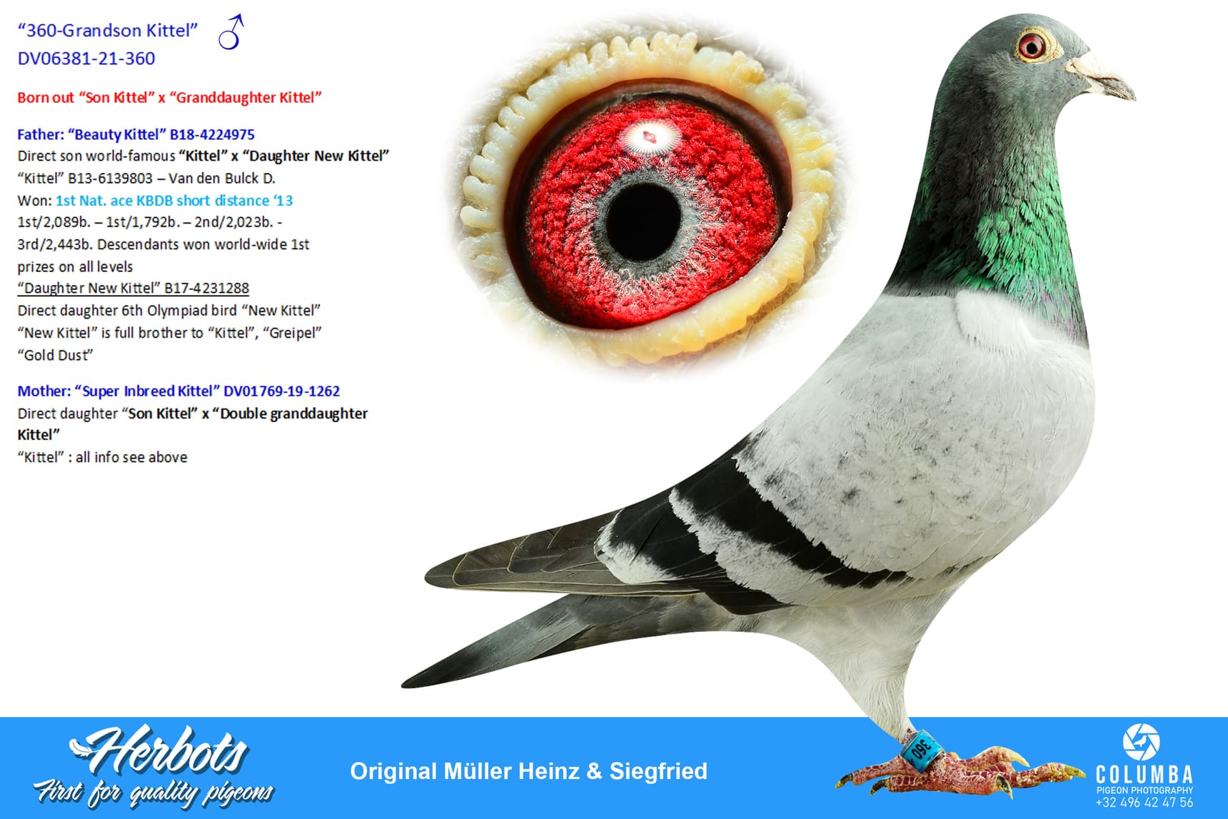 pigeon: undefined
