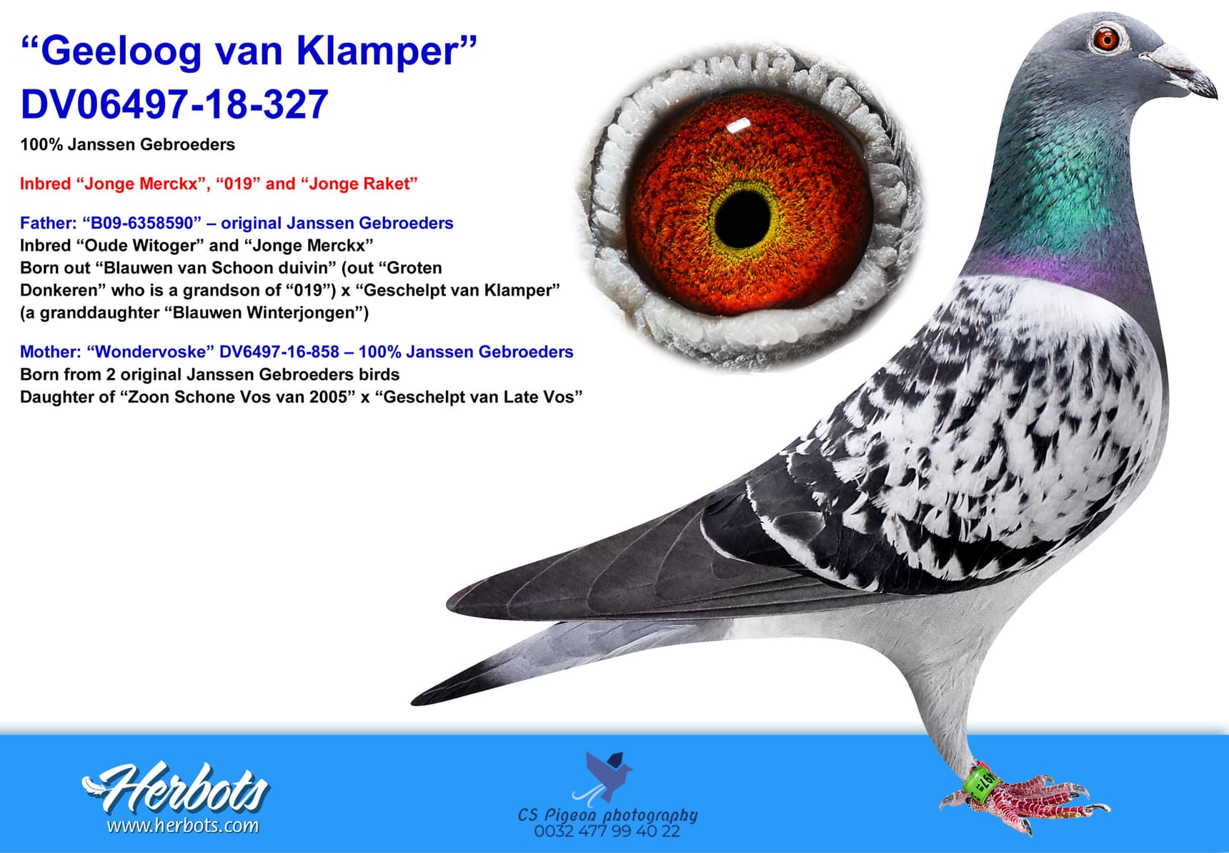 pigeon: undefined