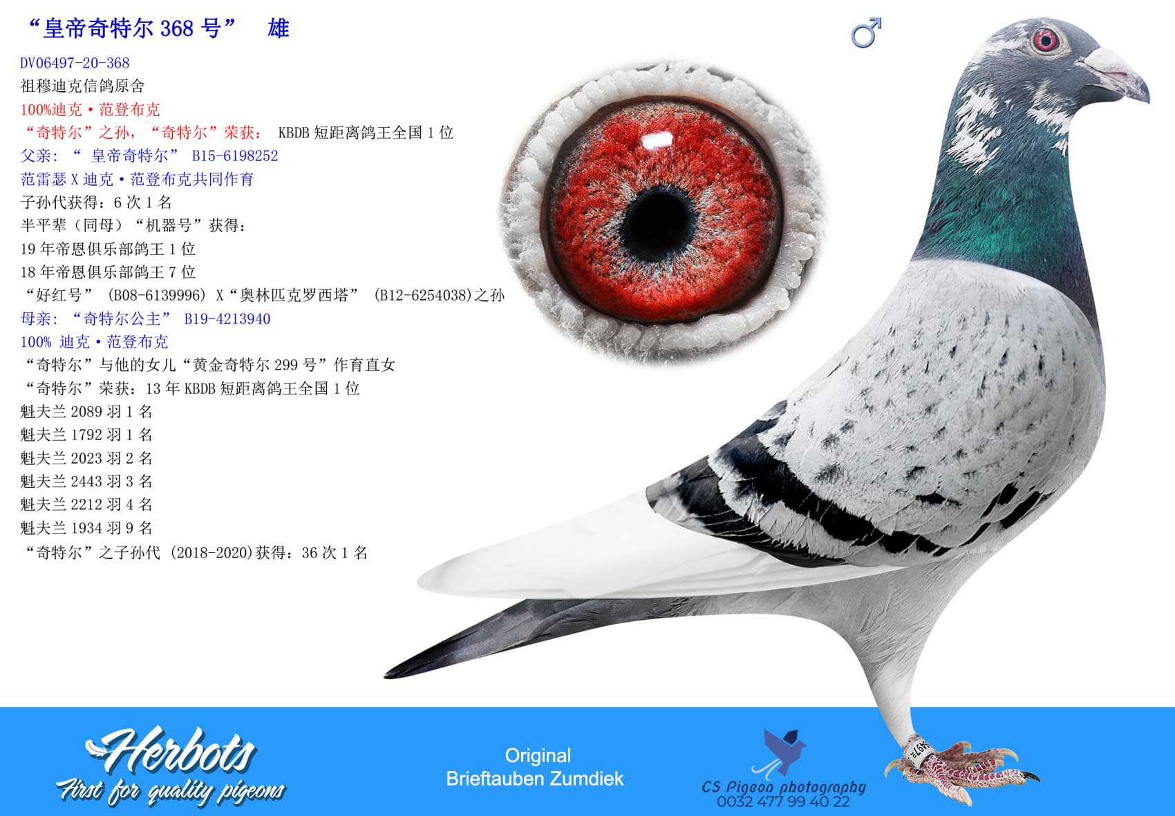 pigeon: undefined