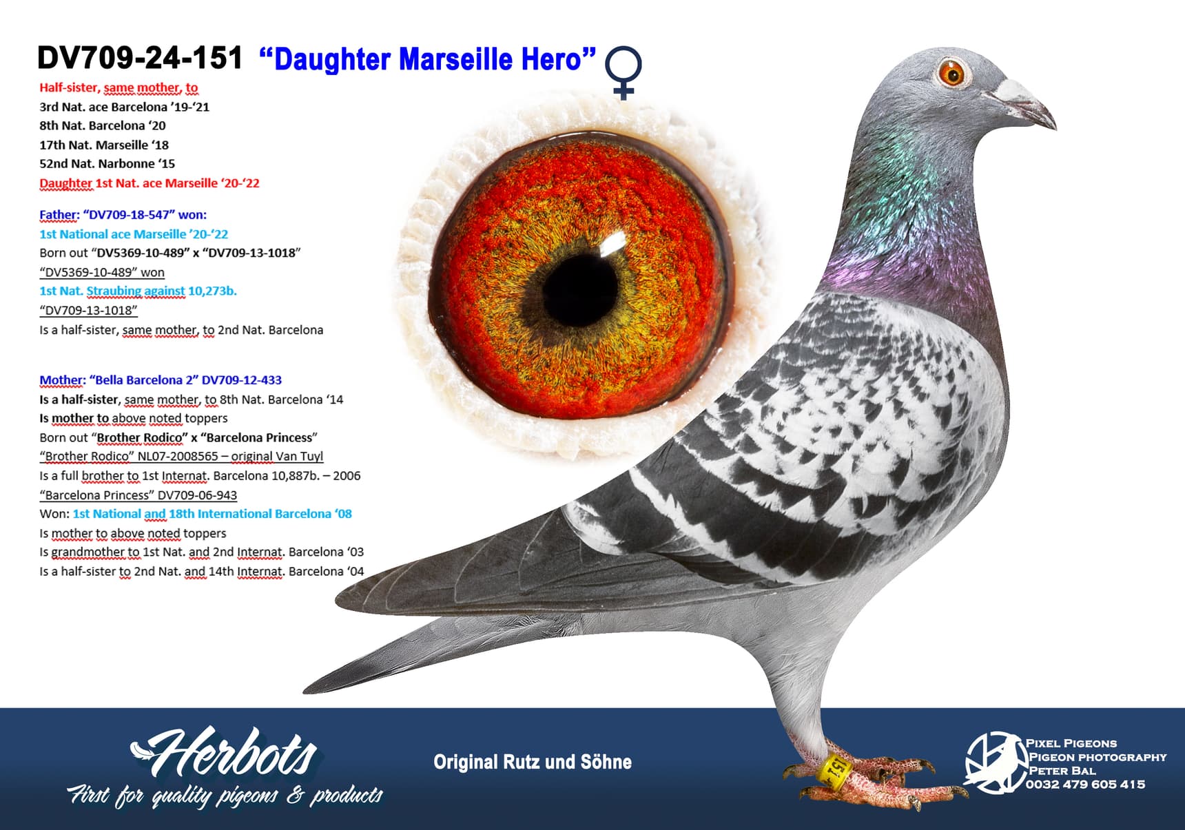 pigeon: undefined