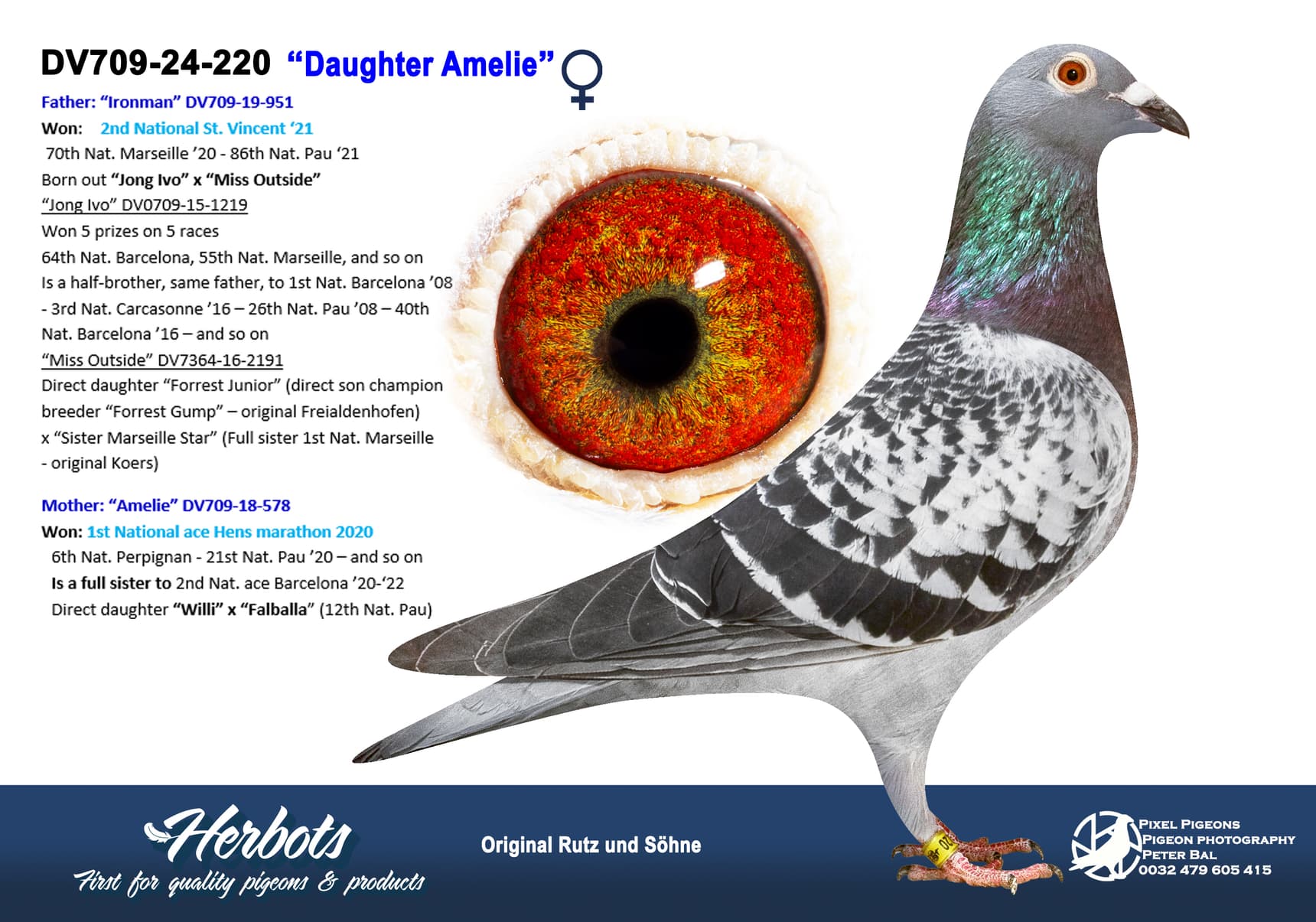 pigeon: undefined