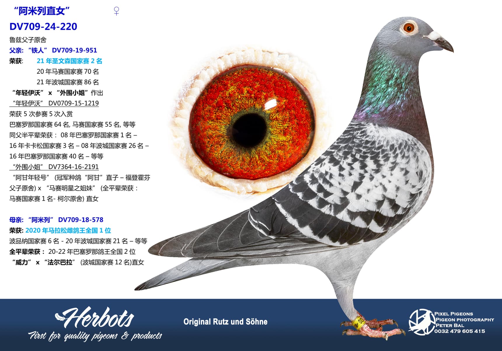 pigeon: undefined