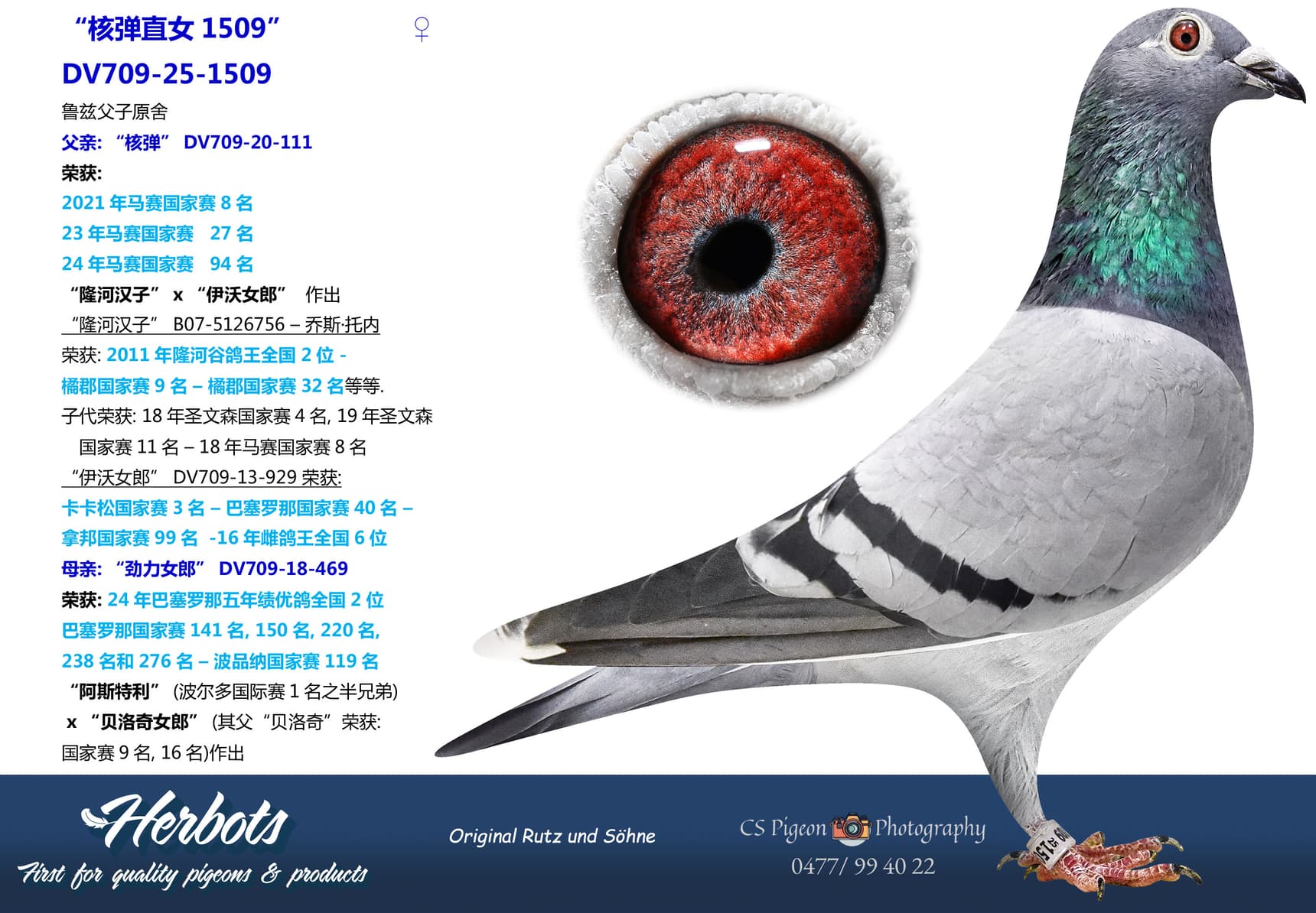 pigeon: undefined