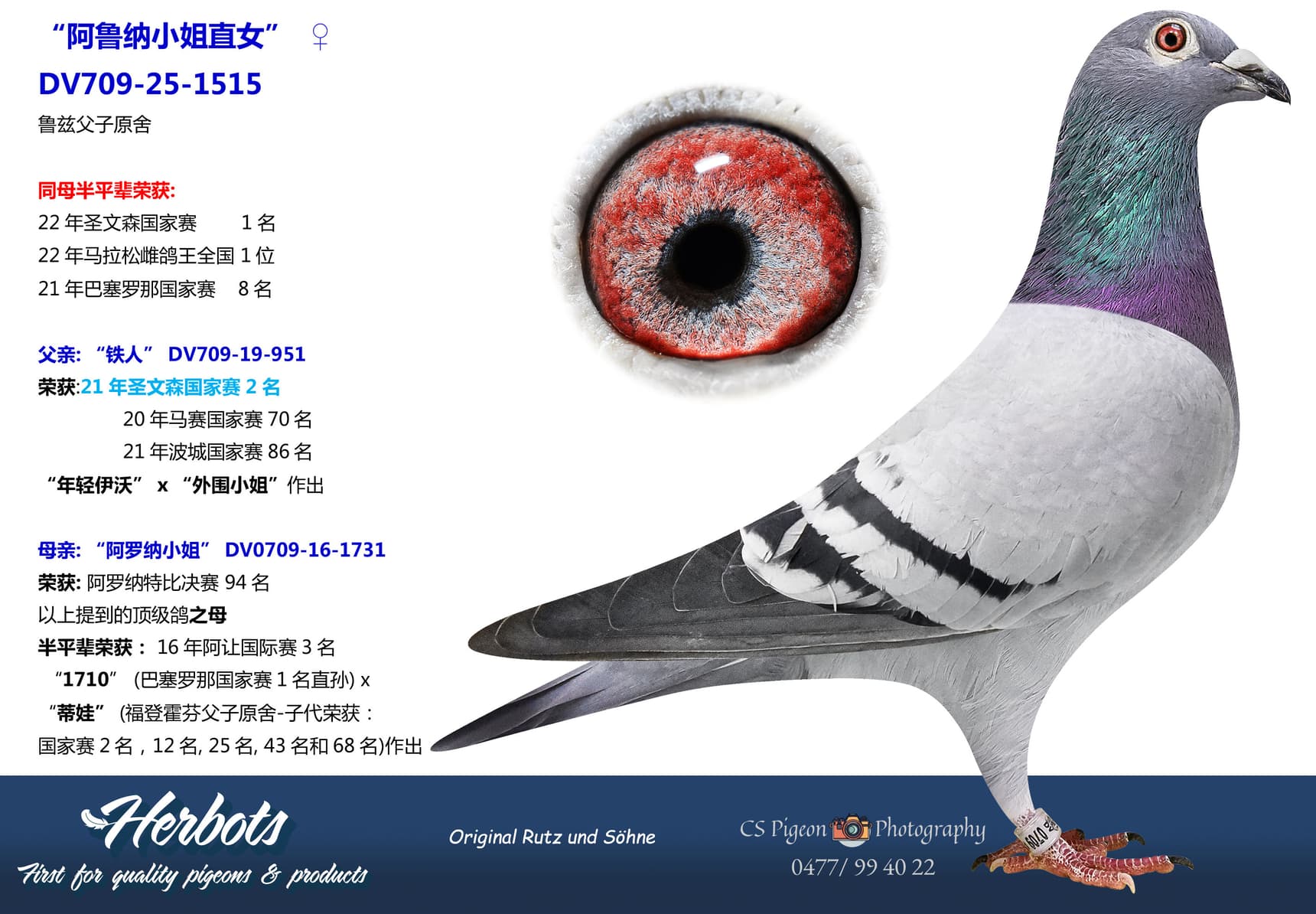 pigeon: undefined