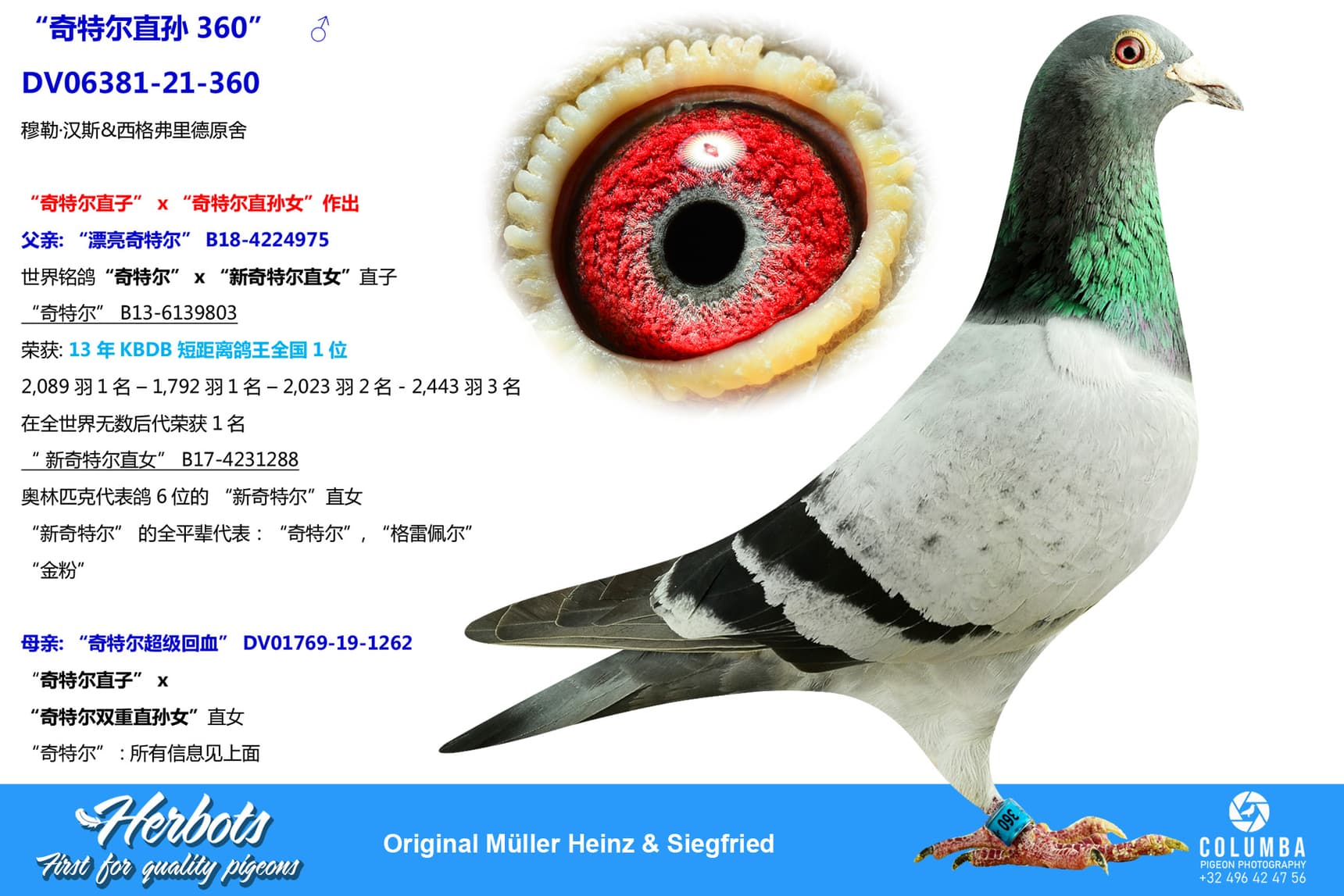 pigeon: undefined