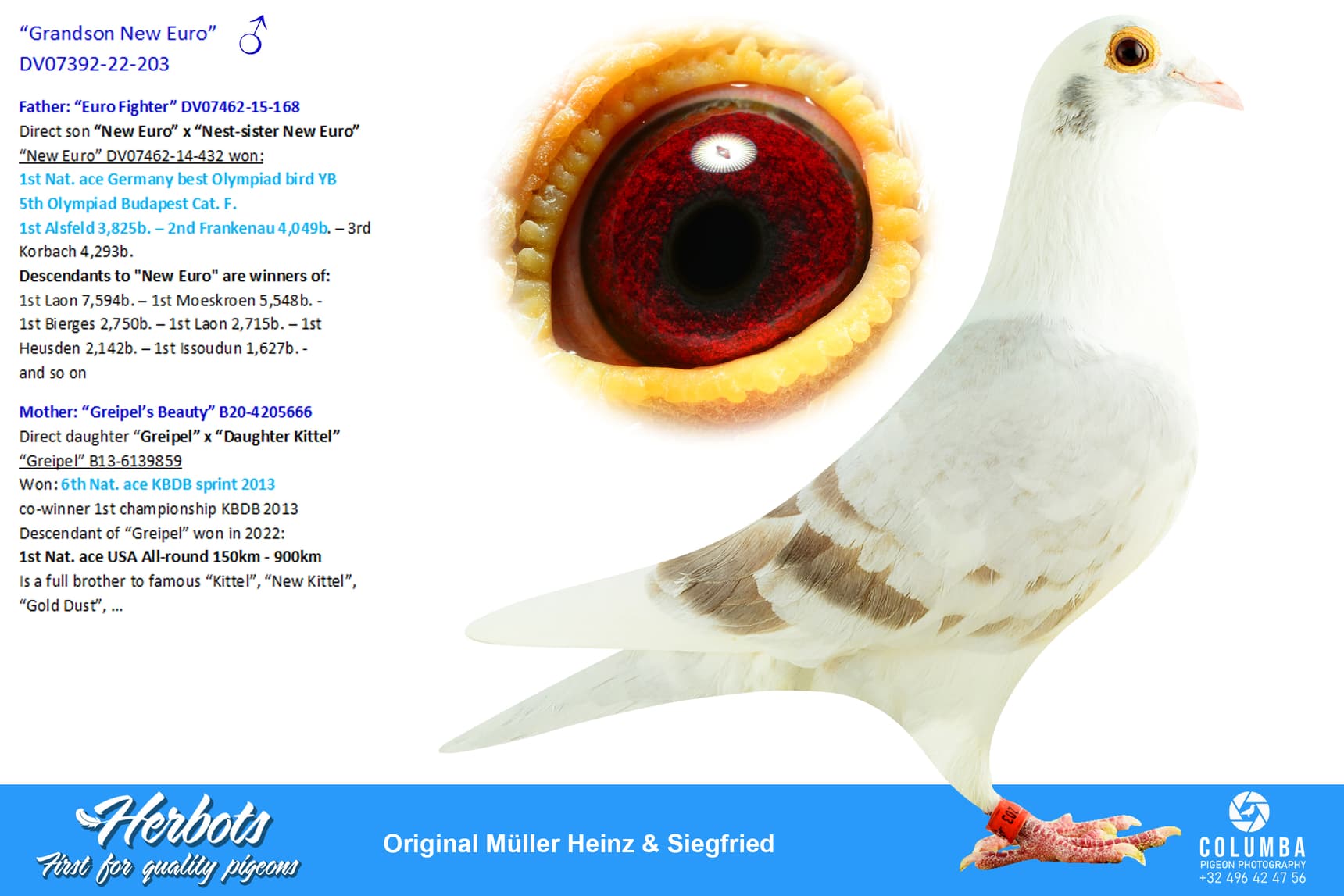 pigeon: undefined