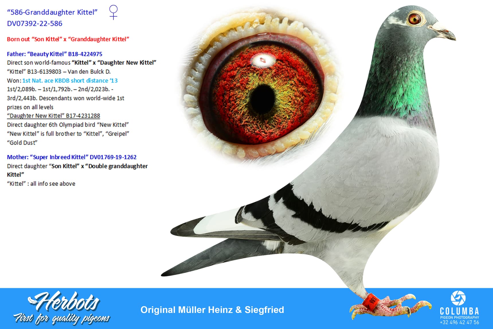 pigeon: undefined