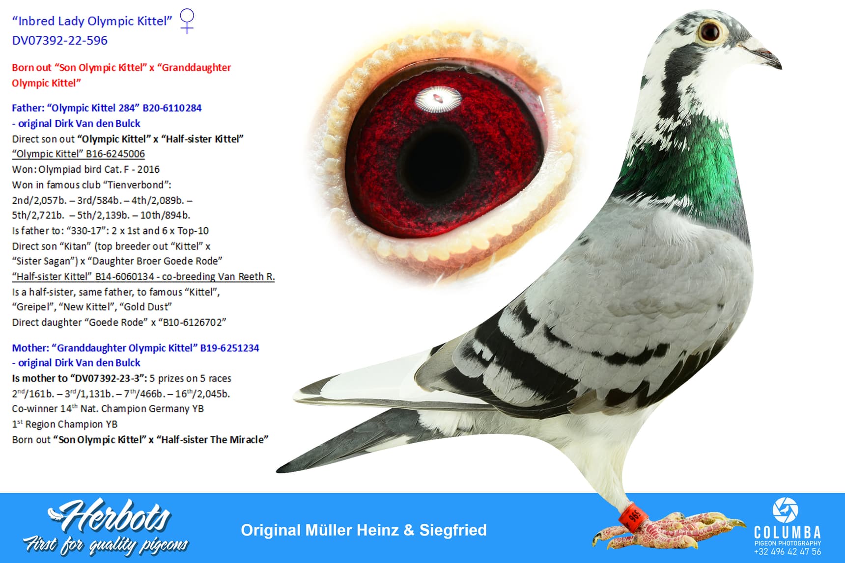 pigeon: undefined