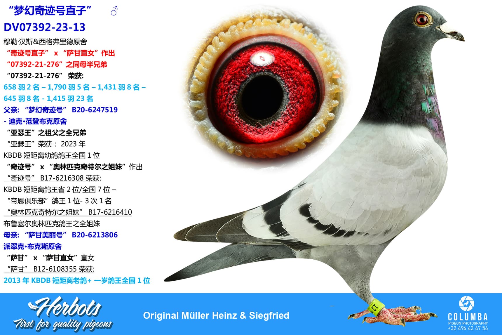 pigeon: undefined
