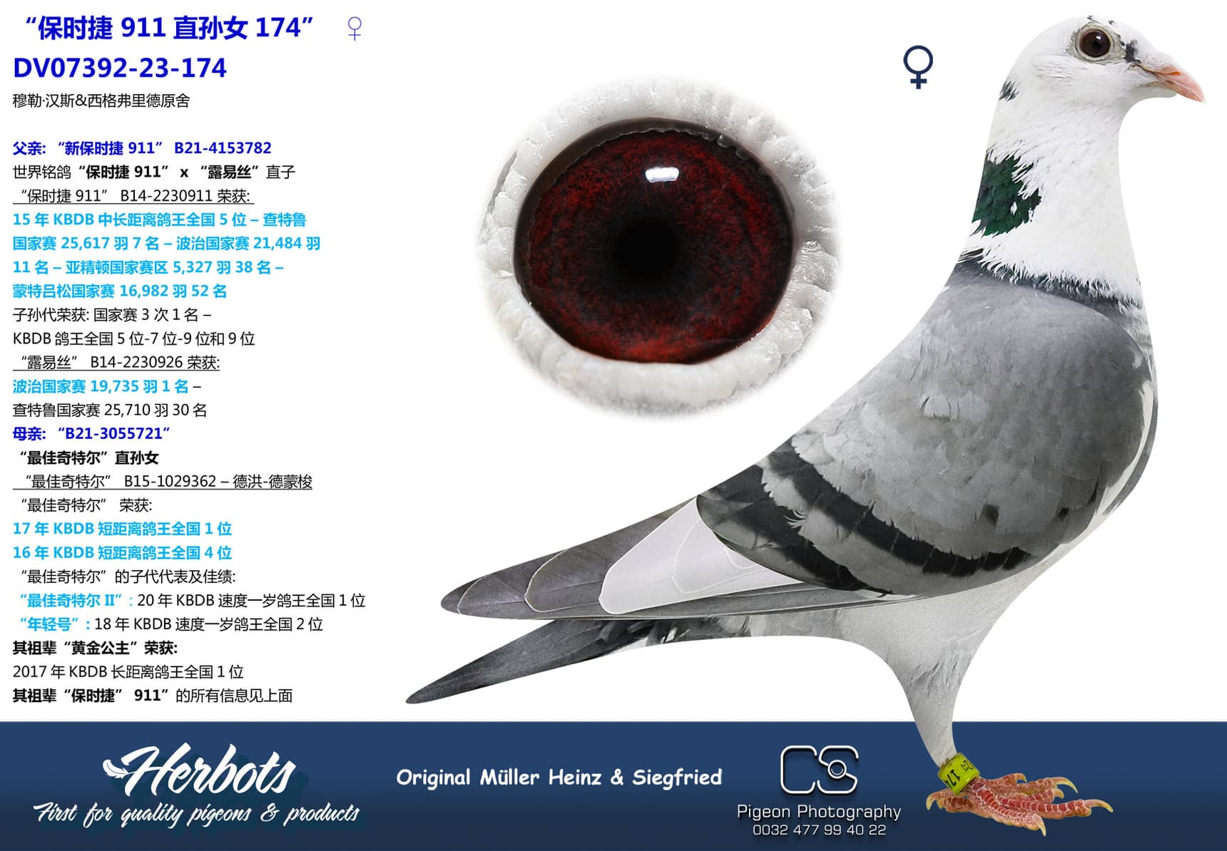 pigeon: undefined