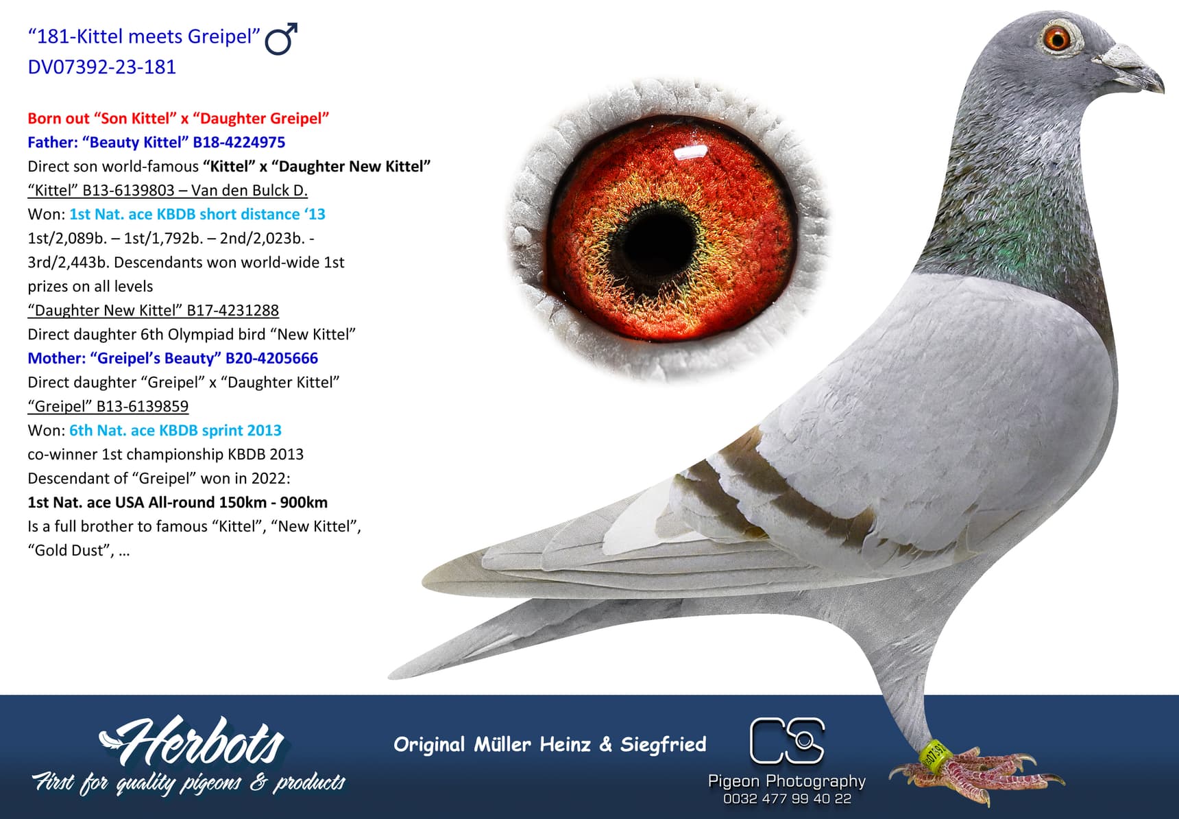 pigeon: undefined