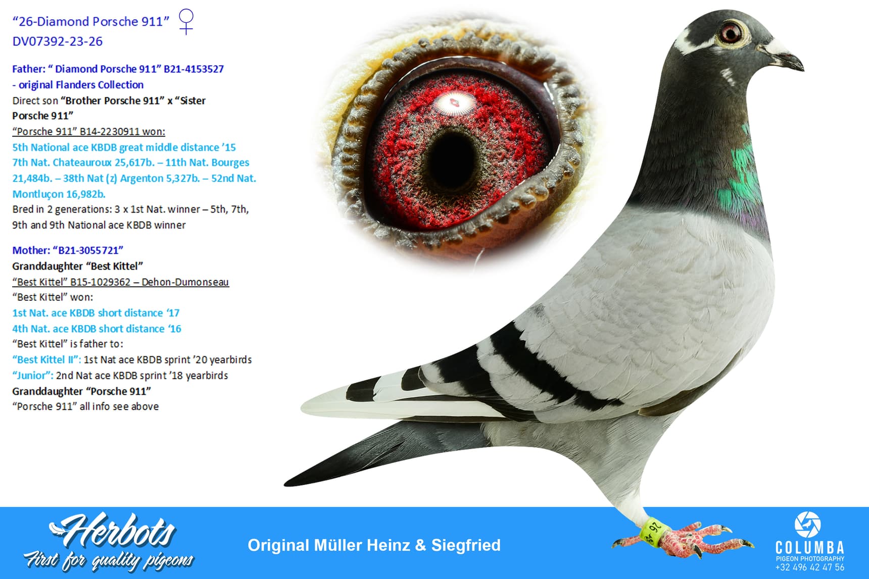 pigeon: undefined